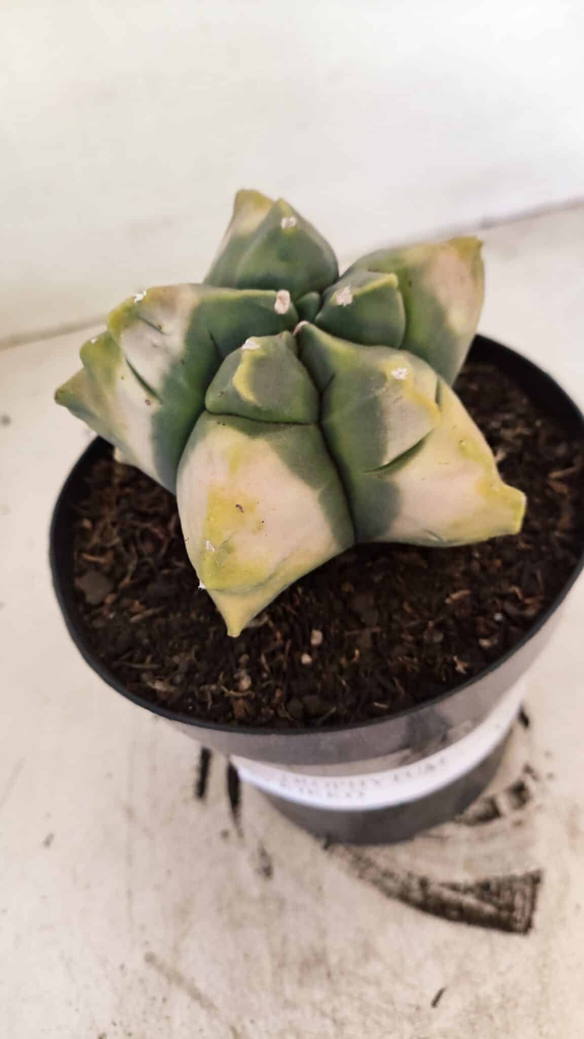 MATRIZ ASTROPHYTUM cv KIKKO "Variegata" Nº 1045 – vaso 15 - foto 6