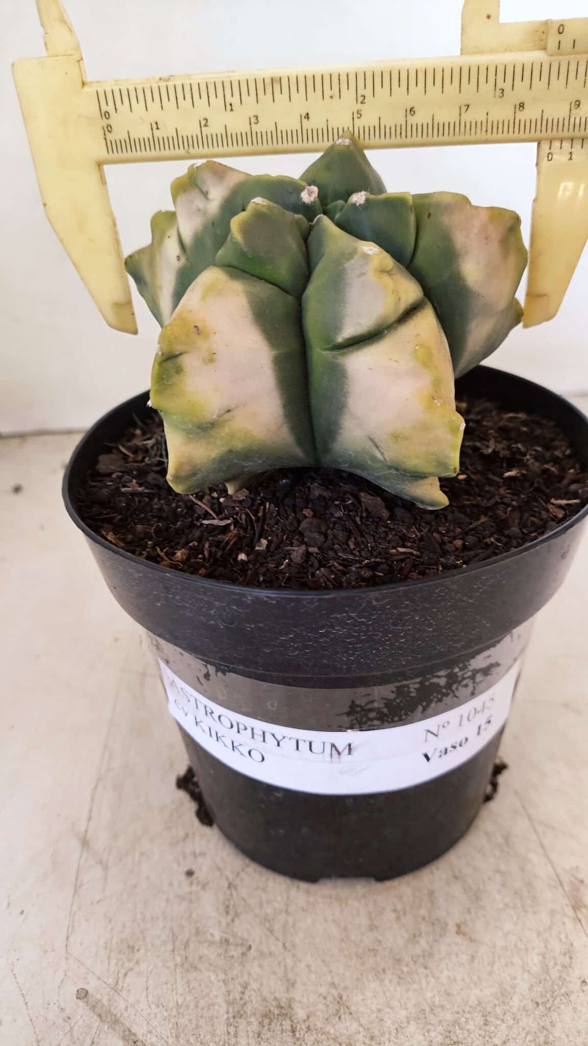 MATRIZ ASTROPHYTUM cv KIKKO "Variegata" Nº 1045 – vaso 15 - foto 4