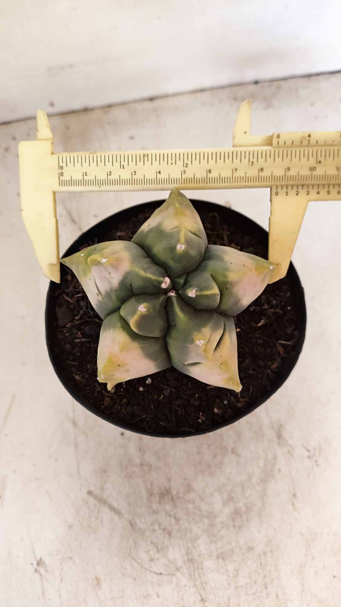 MATRIZ ASTROPHYTUM cv KIKKO "Variegata" Nº 1045 – vaso 15 - foto 5
