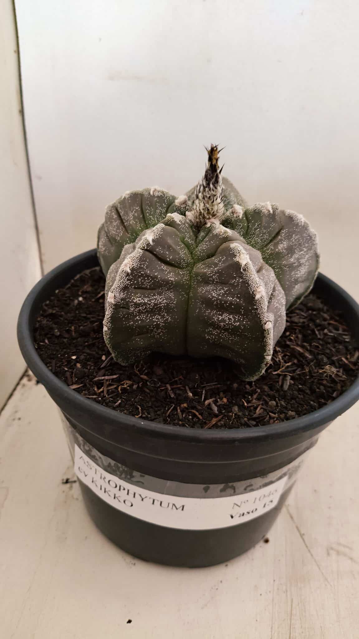 MATRIZ ASTROPHYTUM cv KIKKO Nº 1046 – vaso 15 - foto 2