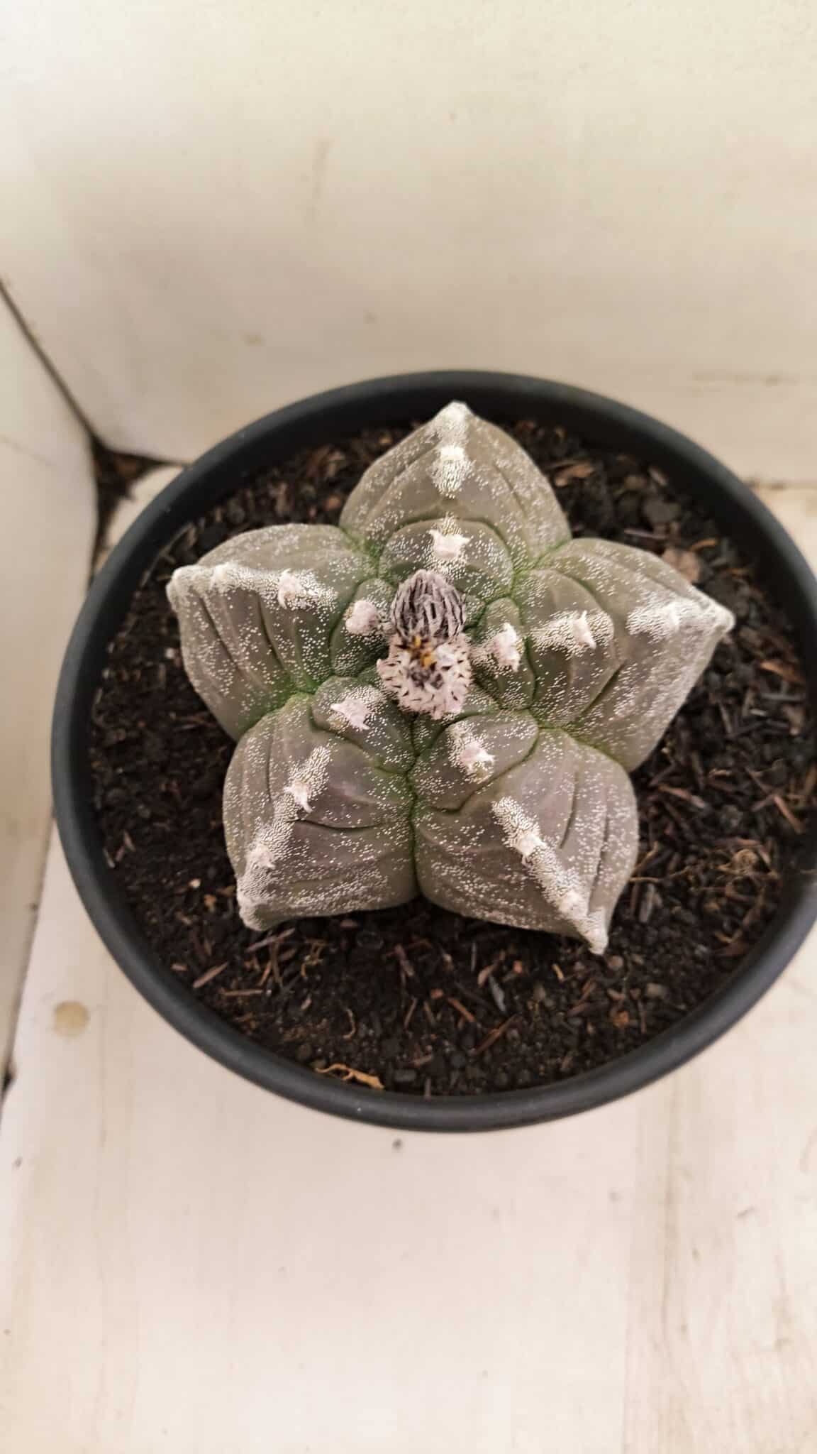 MATRIZ ASTROPHYTUM cv KIKKO Nº 1046 – vaso 15 - foto 3