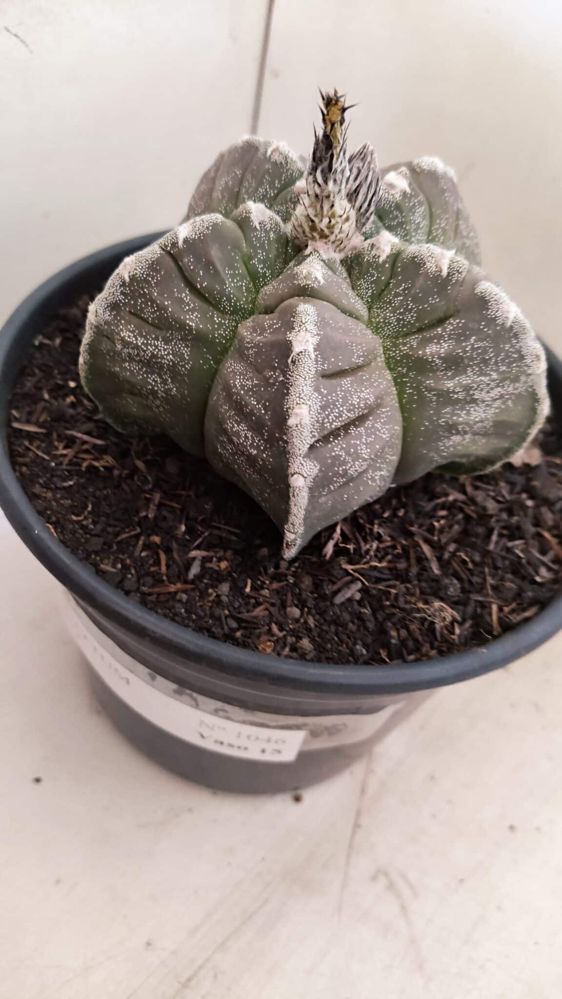 MATRIZ ASTROPHYTUM cv KIKKO Nº 1046 – vaso 15 - foto 8