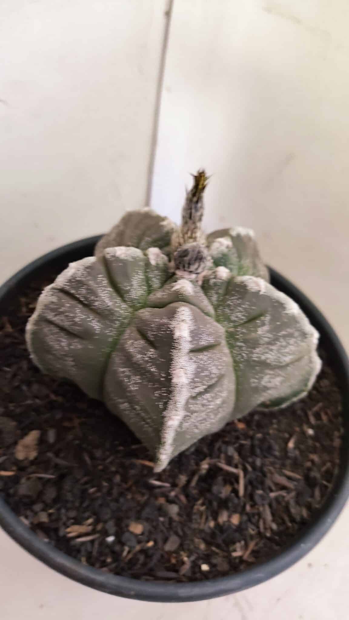 MATRIZ ASTROPHYTUM cv KIKKO Nº 1046 – vaso 15 - foto 7