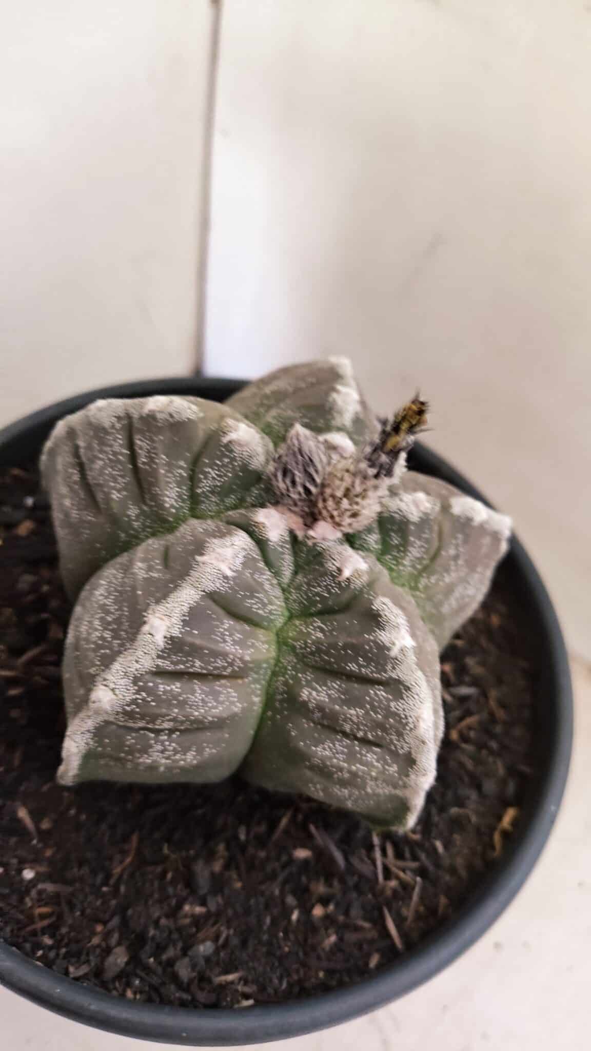 MATRIZ ASTROPHYTUM cv KIKKO Nº 1046 – vaso 15 - foto 6