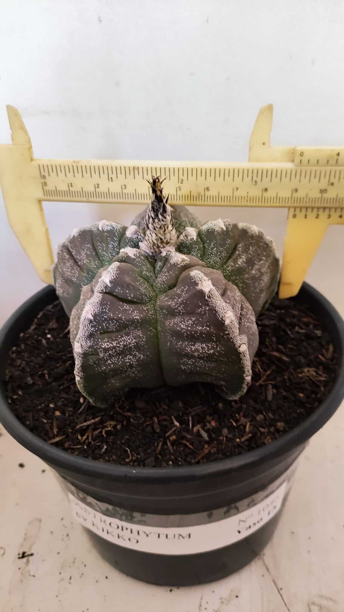 MATRIZ ASTROPHYTUM cv KIKKO Nº 1046 – vaso 15 - foto 4