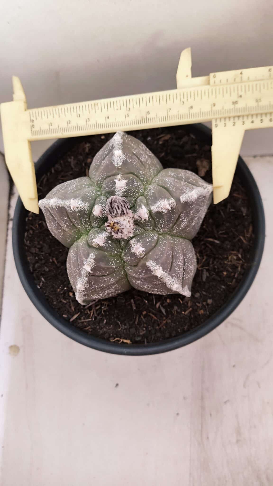 MATRIZ ASTROPHYTUM cv KIKKO Nº 1046 – vaso 15 - foto 5
