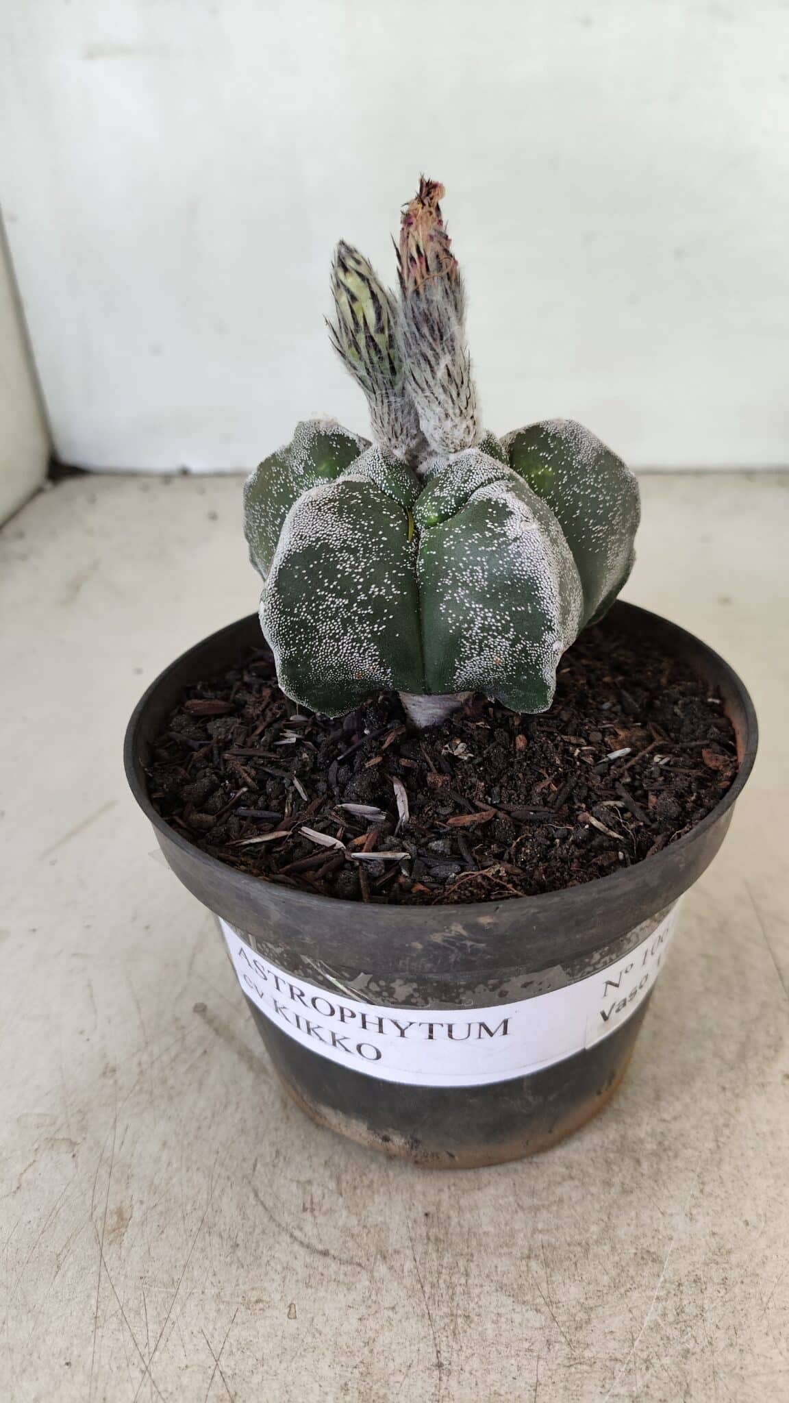 ASTROPHYTUM cv KIKKO Nº 1061 – vaso 11 - foto 2
