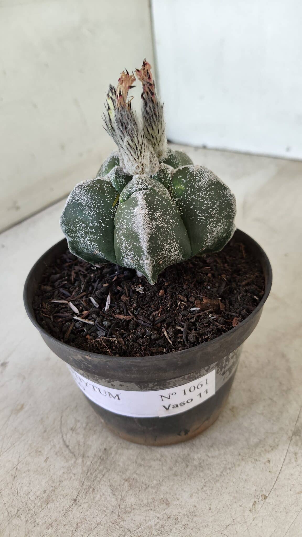 ASTROPHYTUM cv KIKKO Nº 1061 – vaso 11 - foto 9