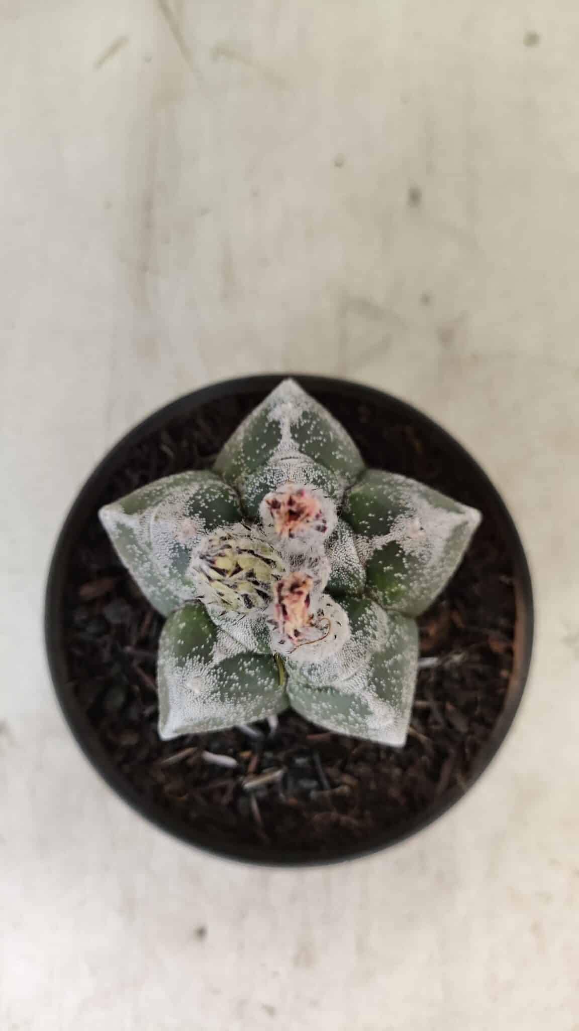 ASTROPHYTUM cv KIKKO Nº 1061 – vaso 11 - foto 8