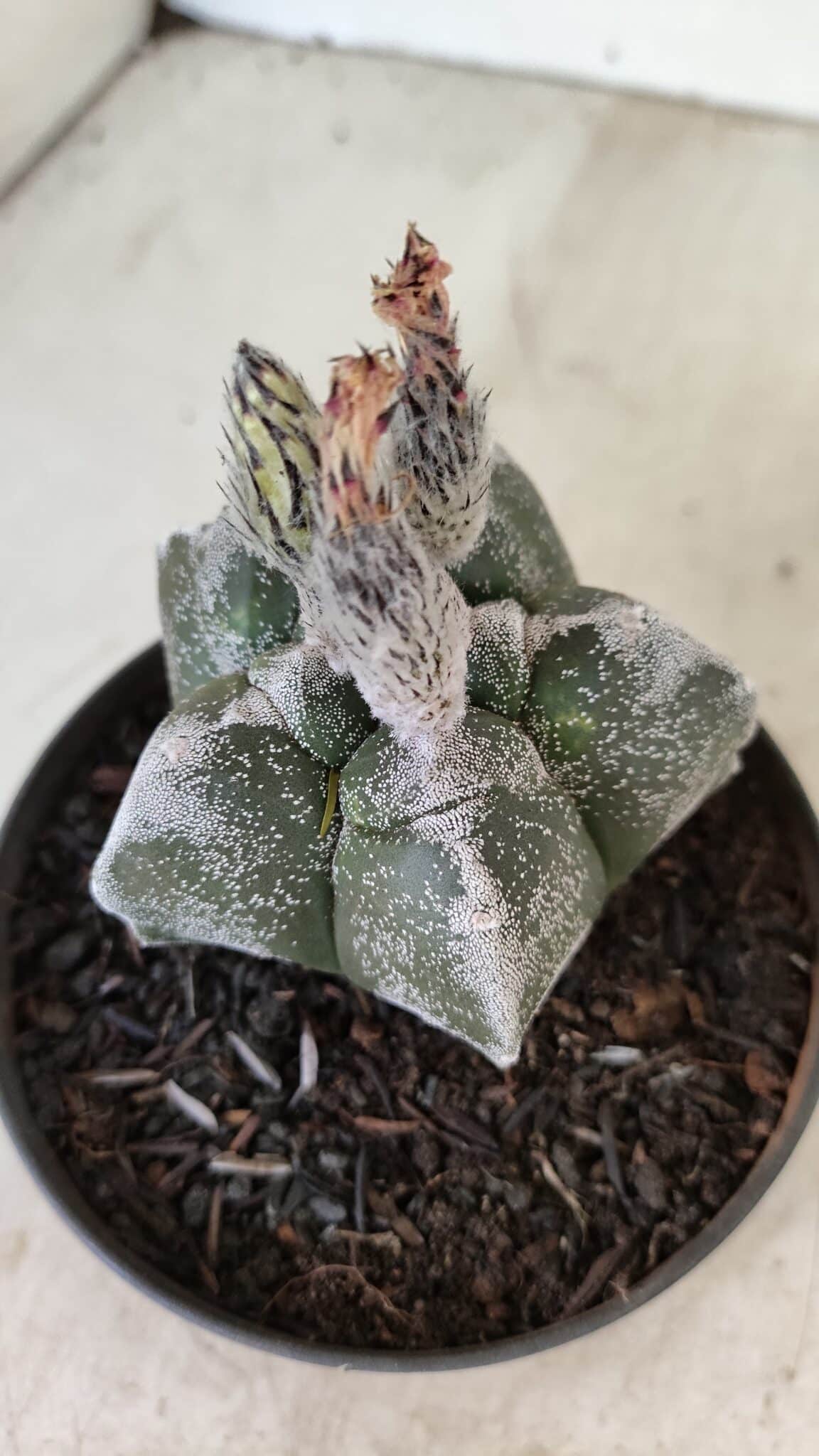 ASTROPHYTUM cv KIKKO Nº 1061 – vaso 11 - foto 7