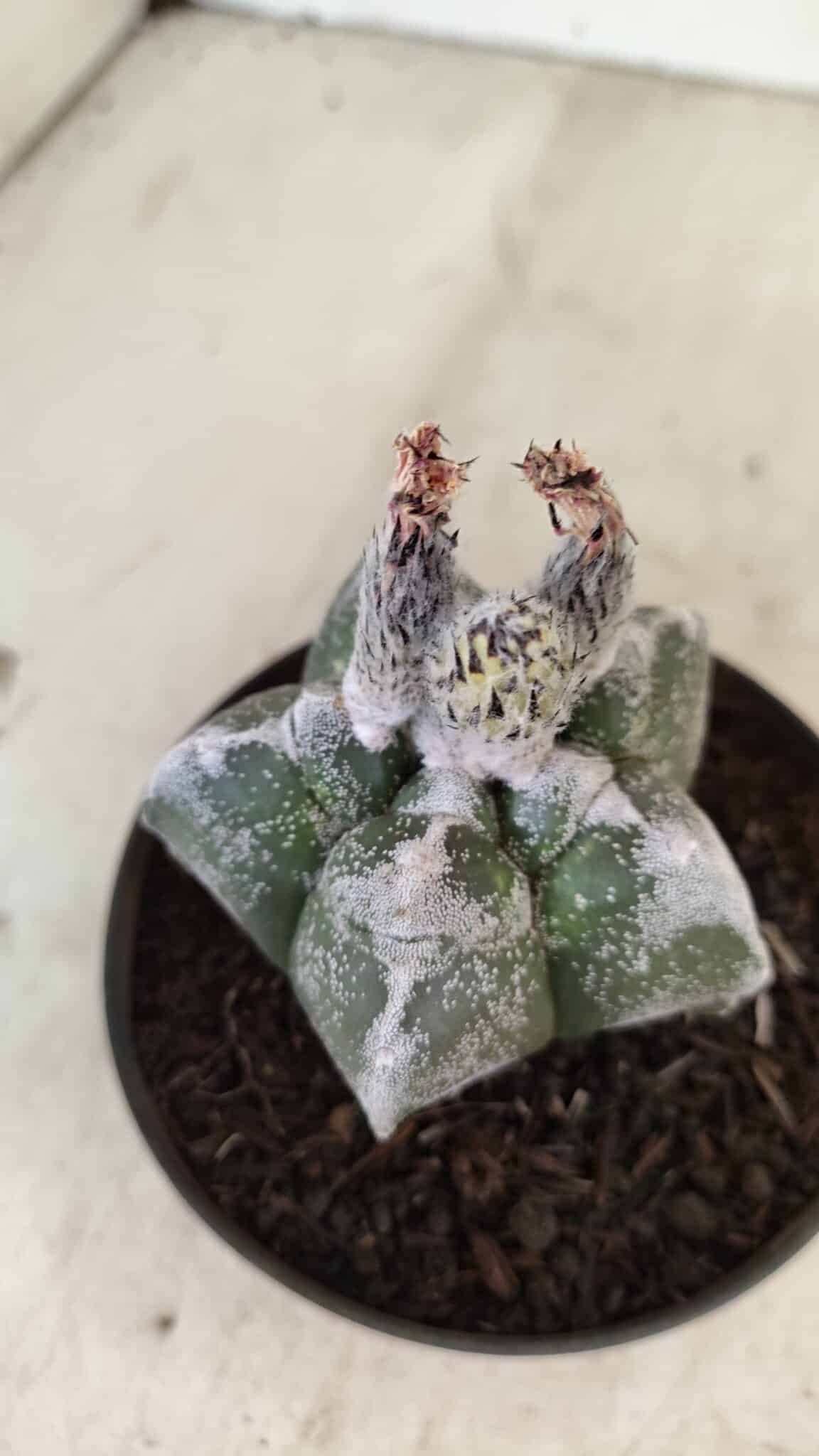 ASTROPHYTUM cv KIKKO Nº 1061 – vaso 11 - foto 6