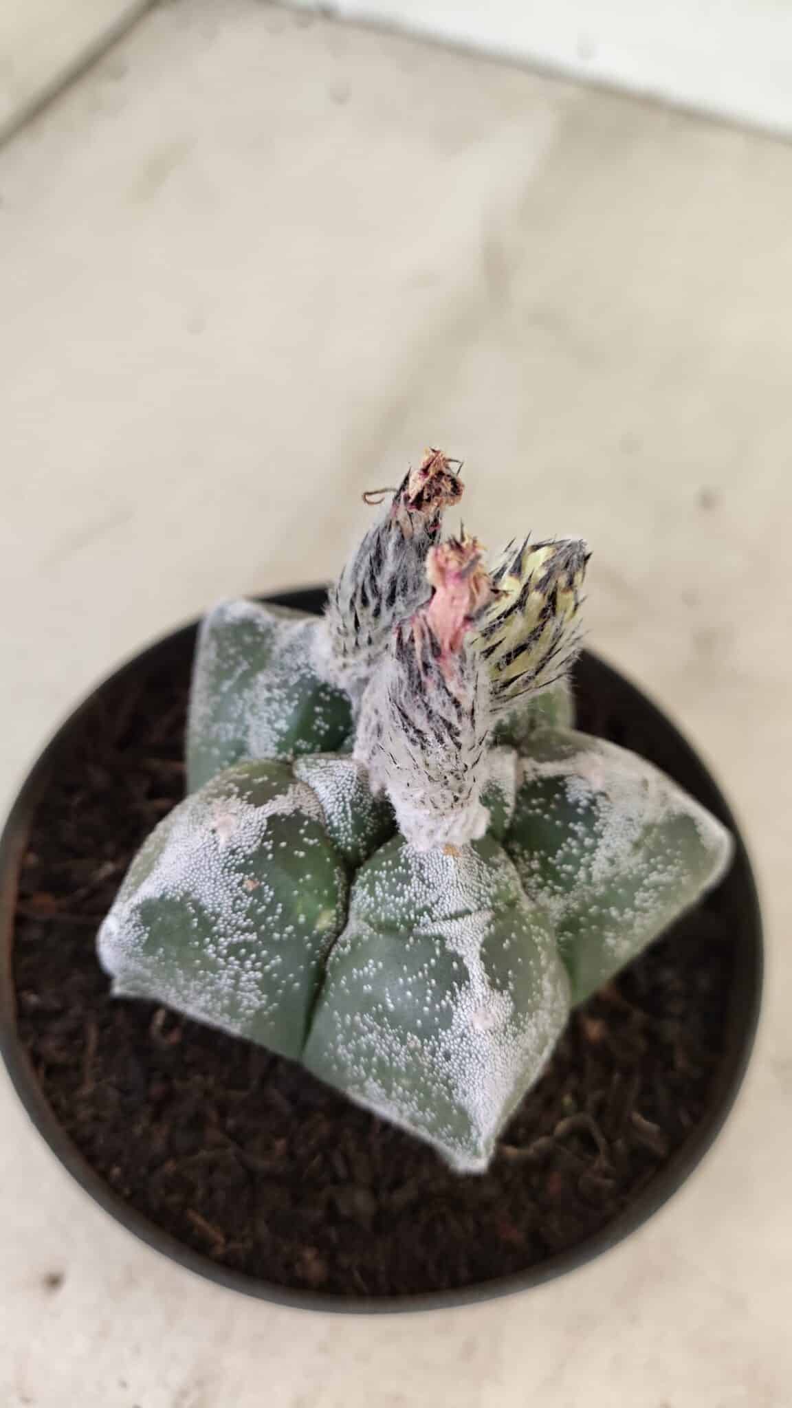 ASTROPHYTUM cv KIKKO Nº 1061 – vaso 11 - foto 3