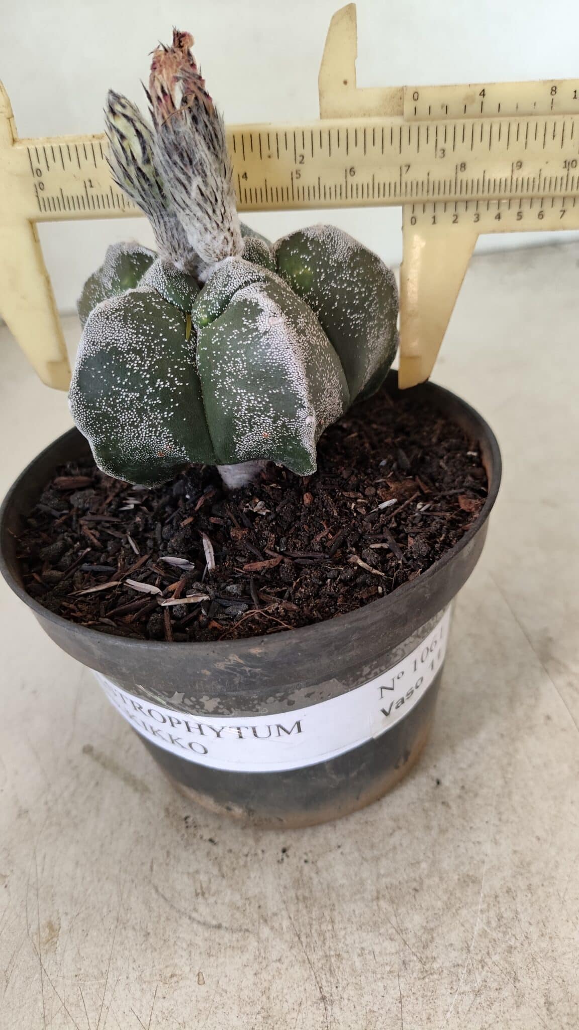 ASTROPHYTUM cv KIKKO Nº 1061 – vaso 11 - foto 4
