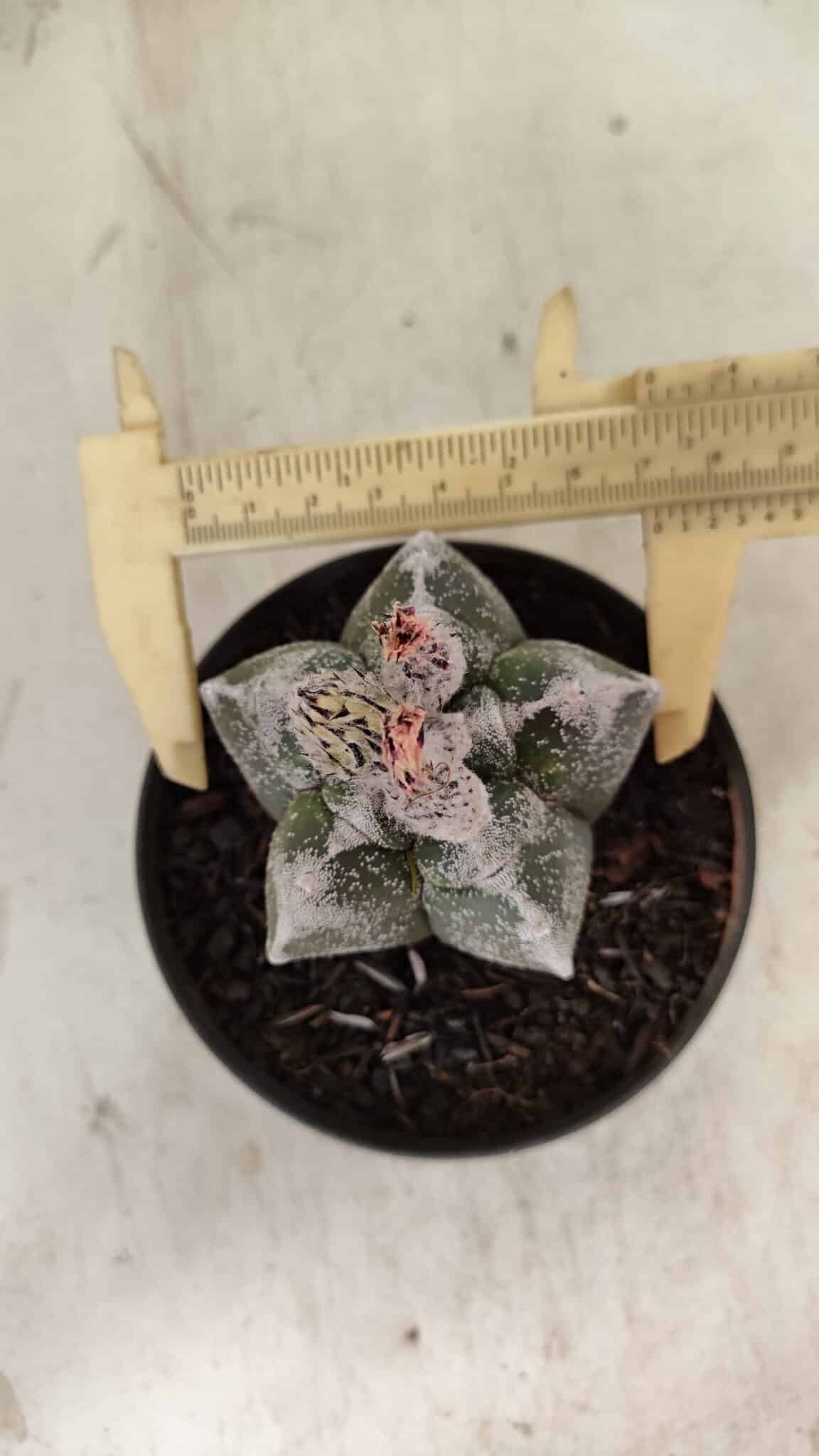 ASTROPHYTUM cv KIKKO Nº 1061 – vaso 11 - foto 5