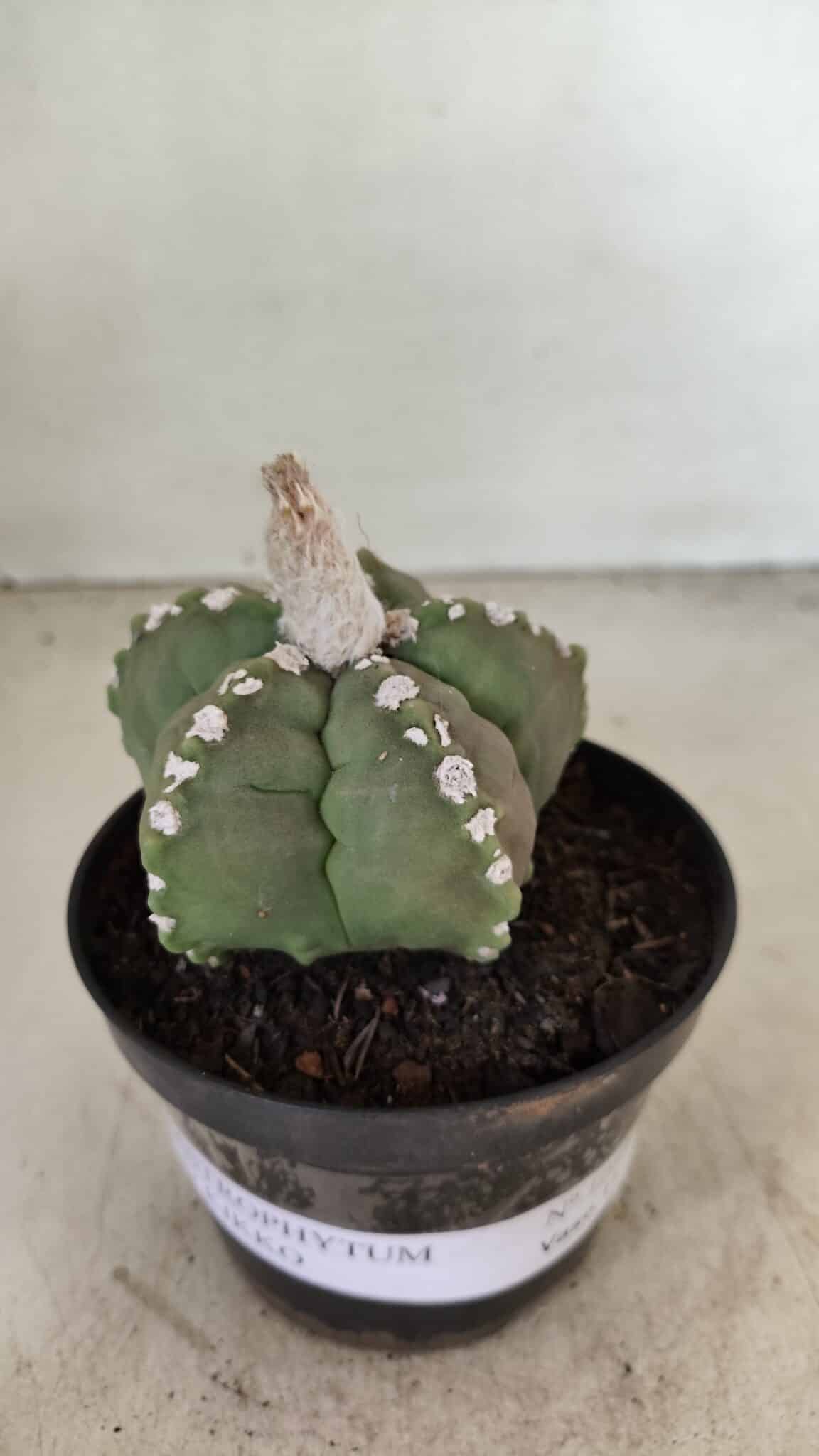 ASTROPHYTUM cv KIKKO Nº 1062 – vaso 11 - foto 2