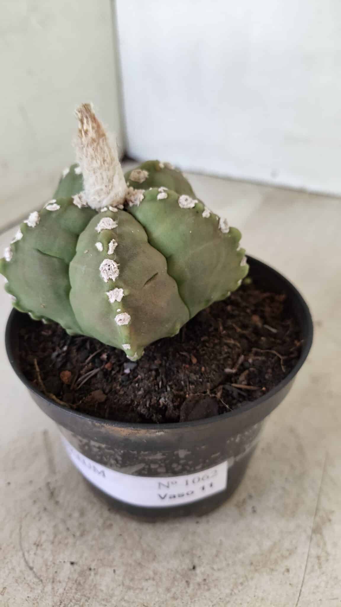 ASTROPHYTUM cv KIKKO Nº 1062 – vaso 11 - foto 10