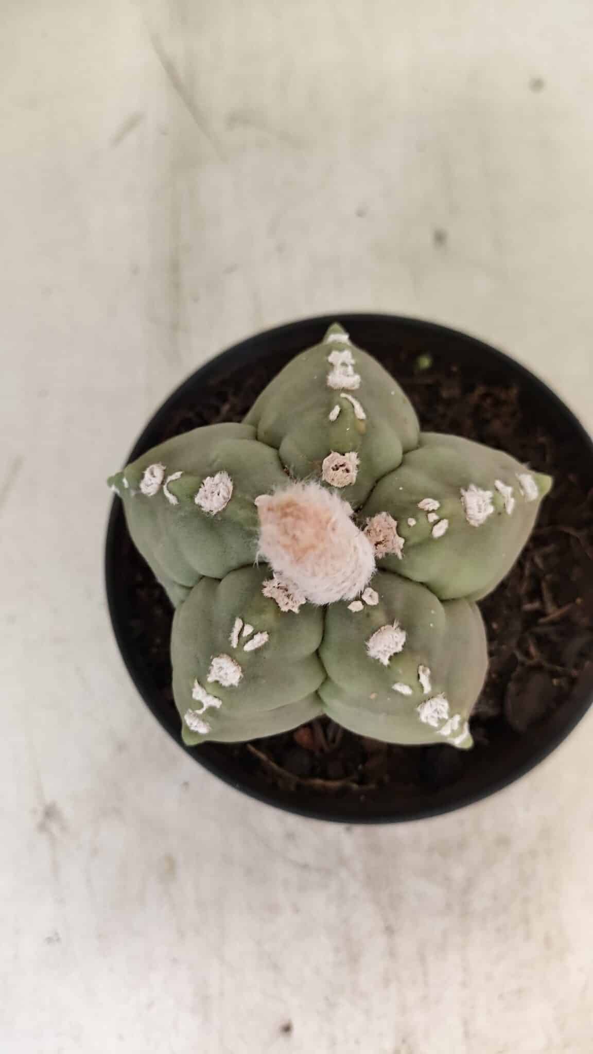 ASTROPHYTUM cv KIKKO Nº 1062 – vaso 11 - foto 3