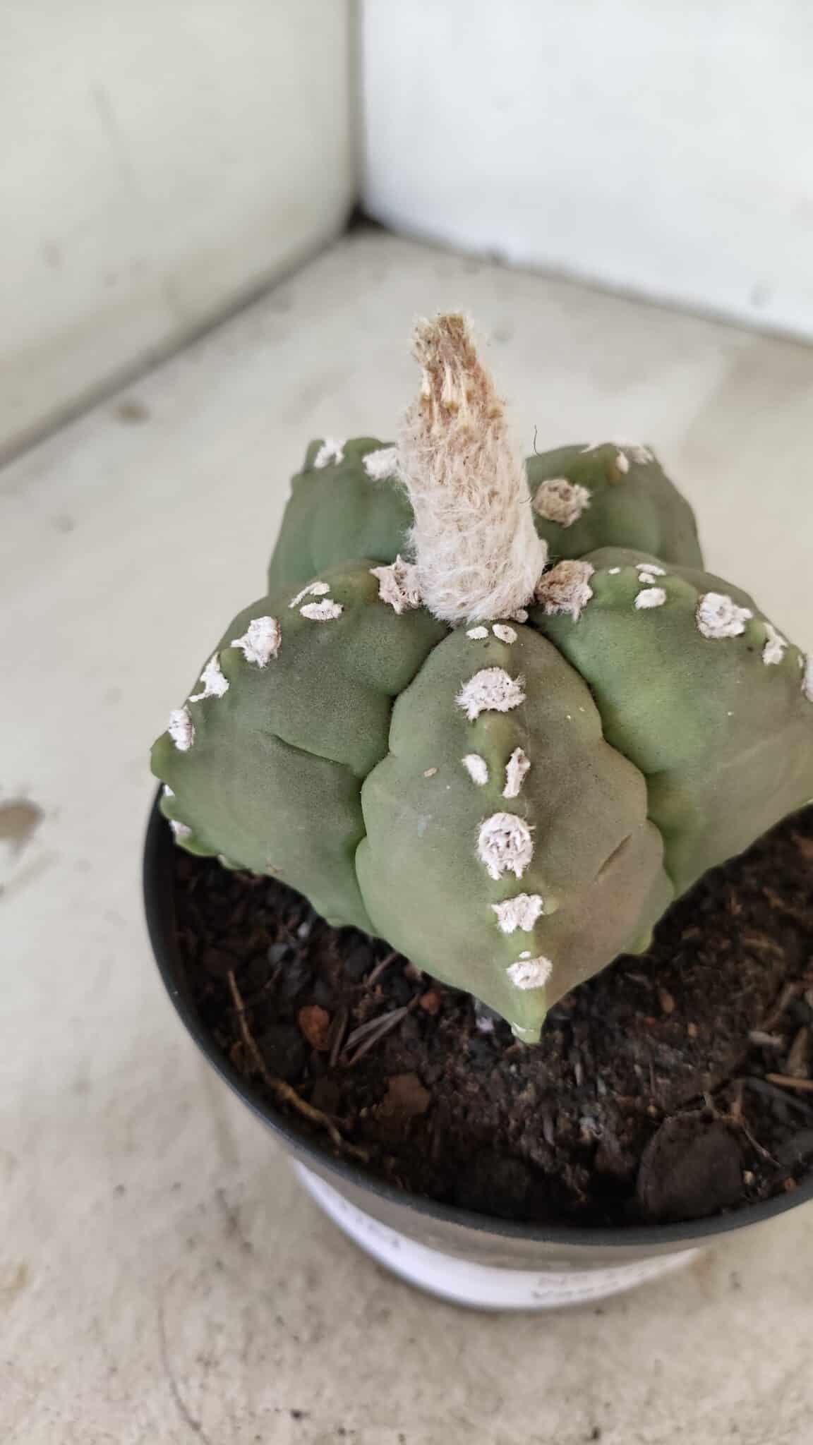 ASTROPHYTUM cv KIKKO Nº 1062 – vaso 11 - foto 9