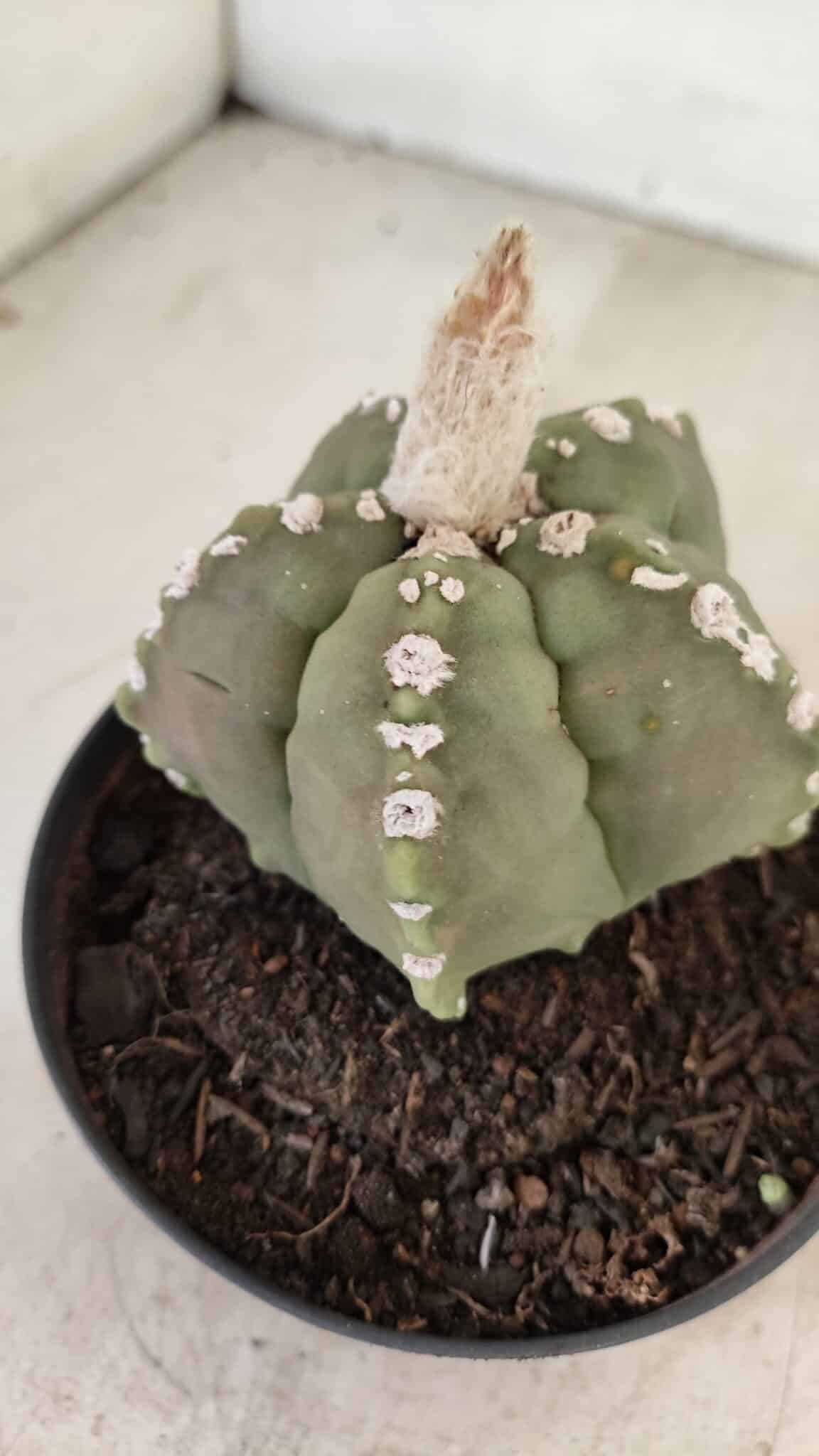 ASTROPHYTUM cv KIKKO Nº 1062 – vaso 11 - foto 8