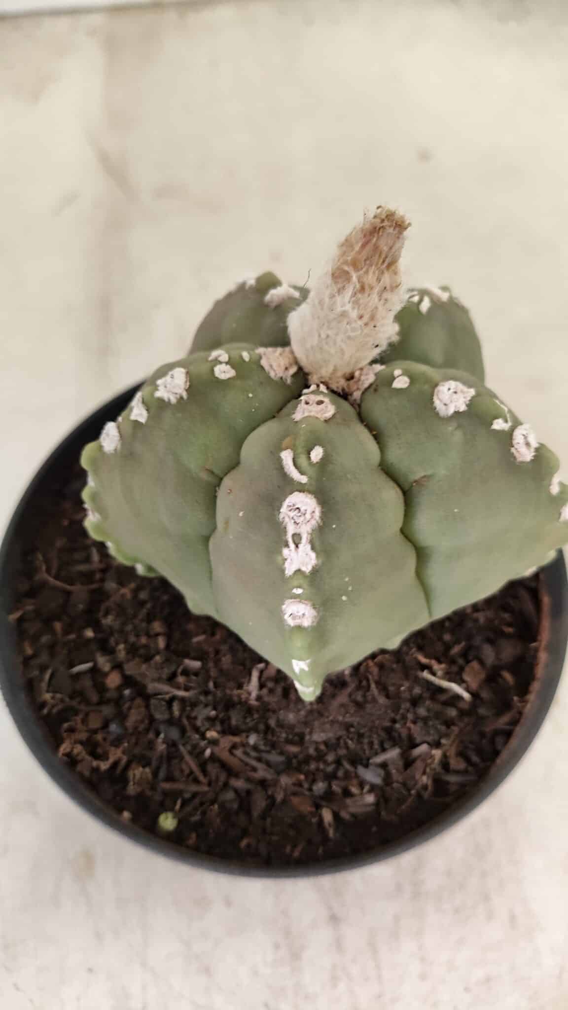 ASTROPHYTUM cv KIKKO Nº 1062 – vaso 11 - foto 7