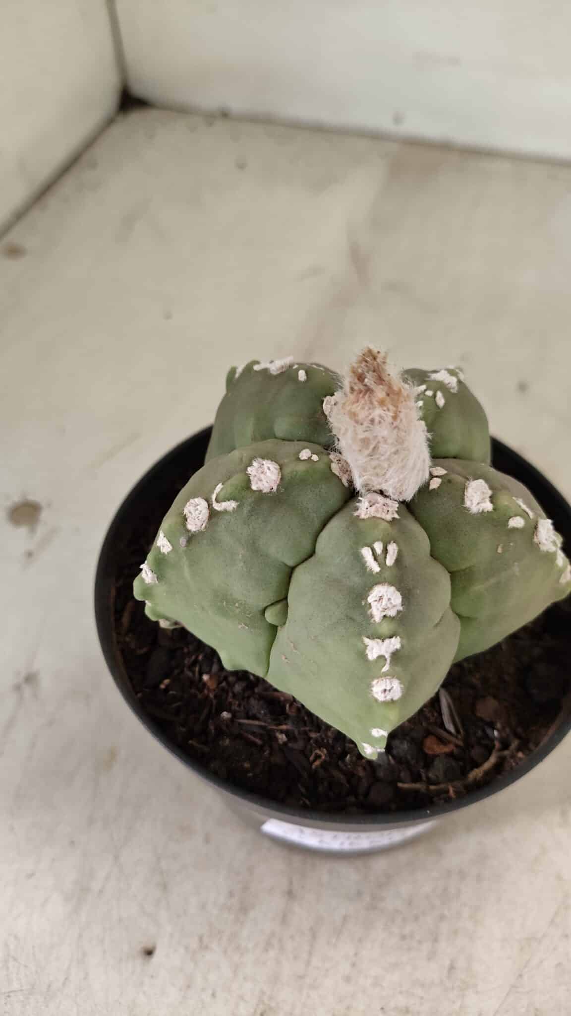 ASTROPHYTUM cv KIKKO Nº 1062 – vaso 11 - foto 6