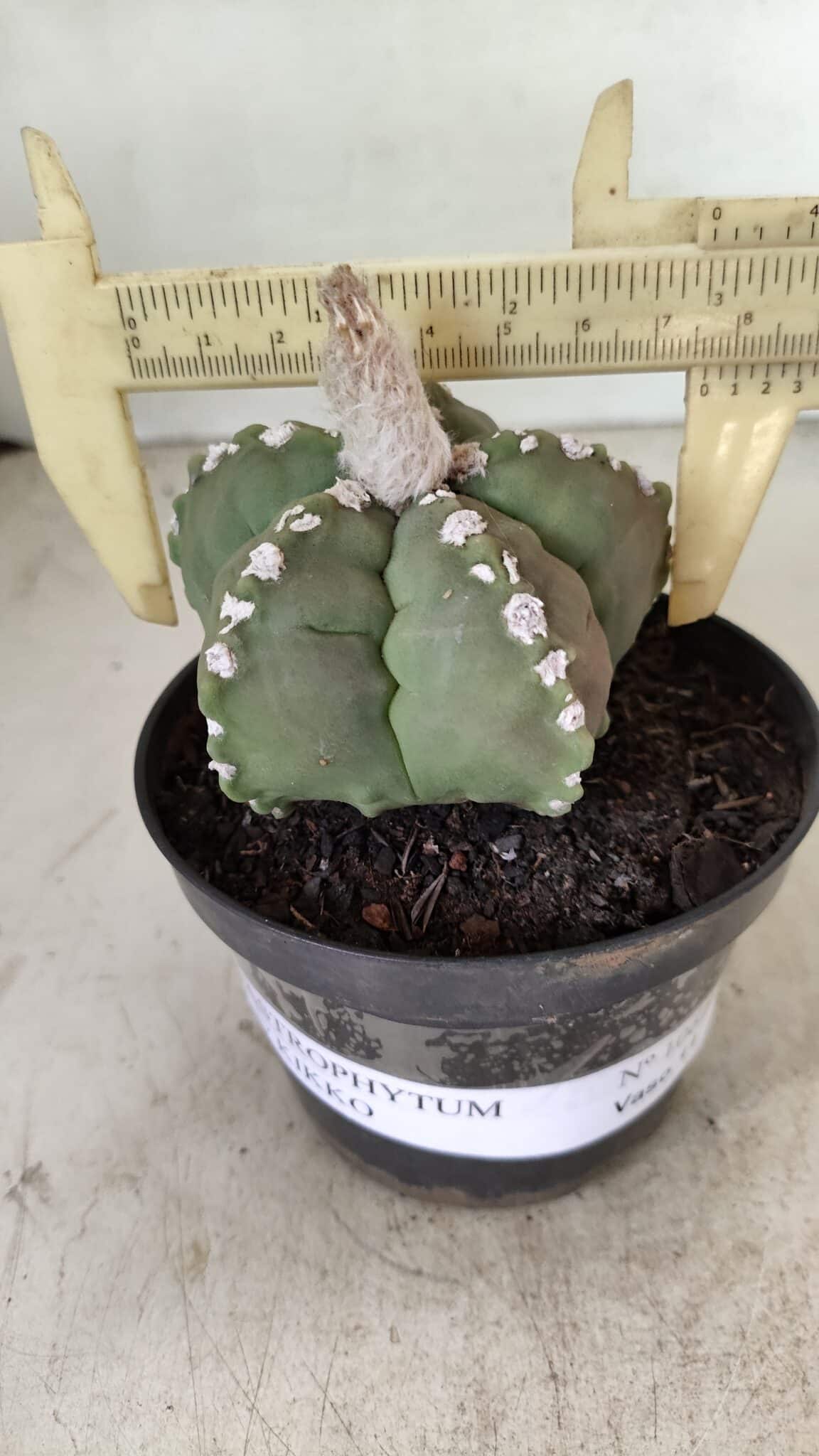 ASTROPHYTUM cv KIKKO Nº 1062 – vaso 11 - foto 5