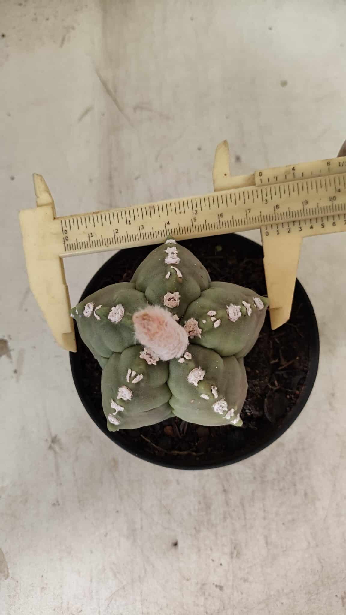 ASTROPHYTUM cv KIKKO Nº 1062 – vaso 11 - foto 4