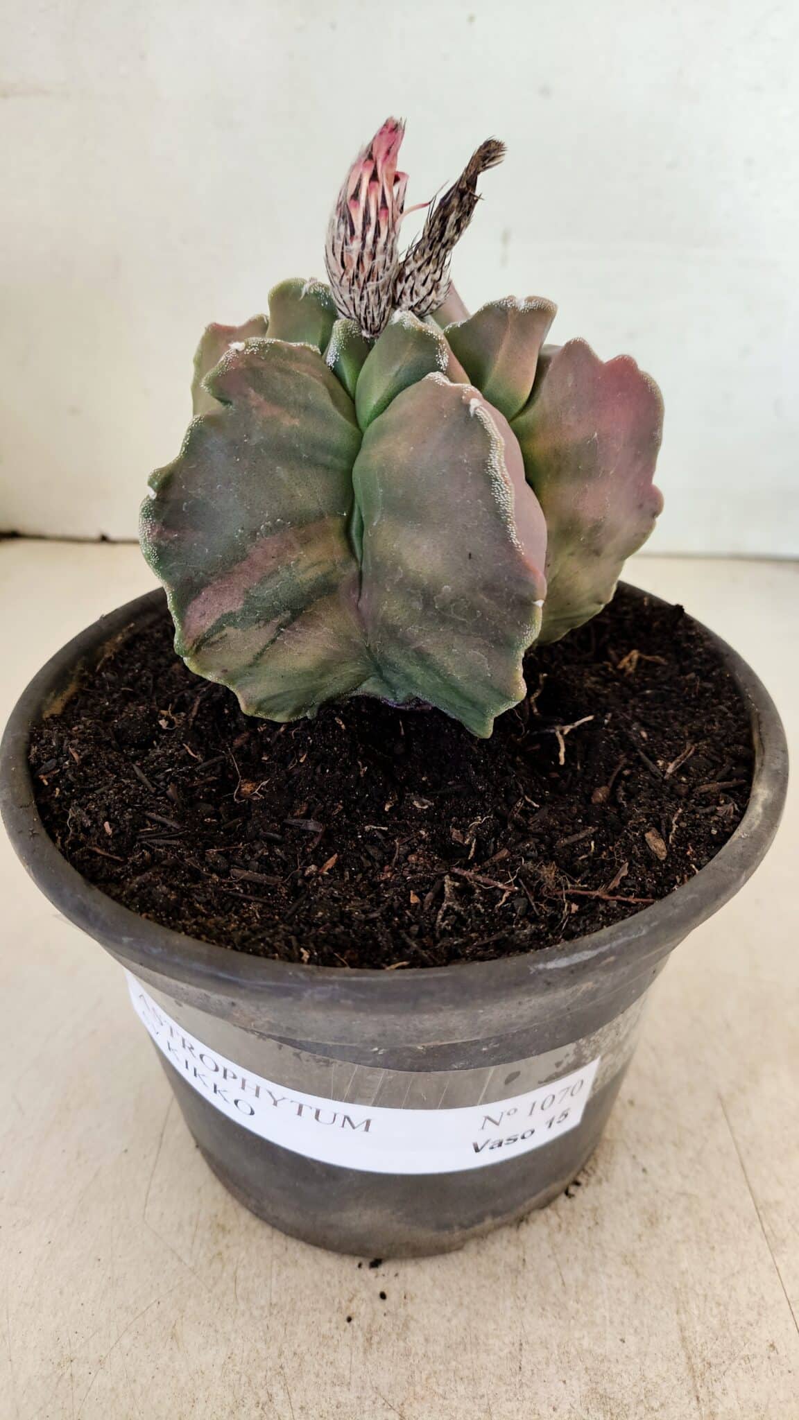 ASTROPHYTUM cv KIKKO "Variegata" Nº 1070 – vaso 15 - foto 2