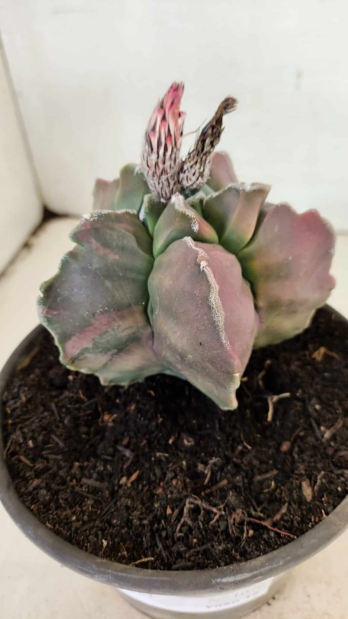 ASTROPHYTUM cv KIKKO "Variegata" Nº 1070 – vaso 15 - foto 9