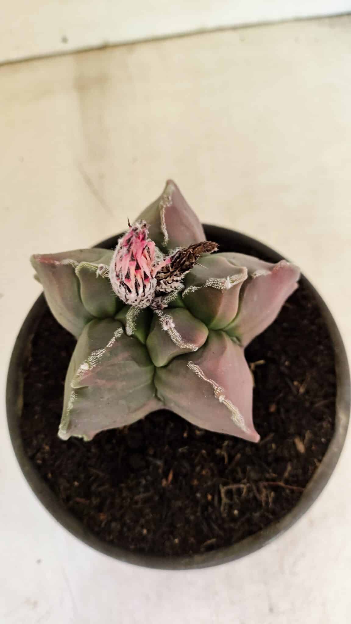 ASTROPHYTUM cv KIKKO "Variegata" Nº 1070 – vaso 15 - foto 3