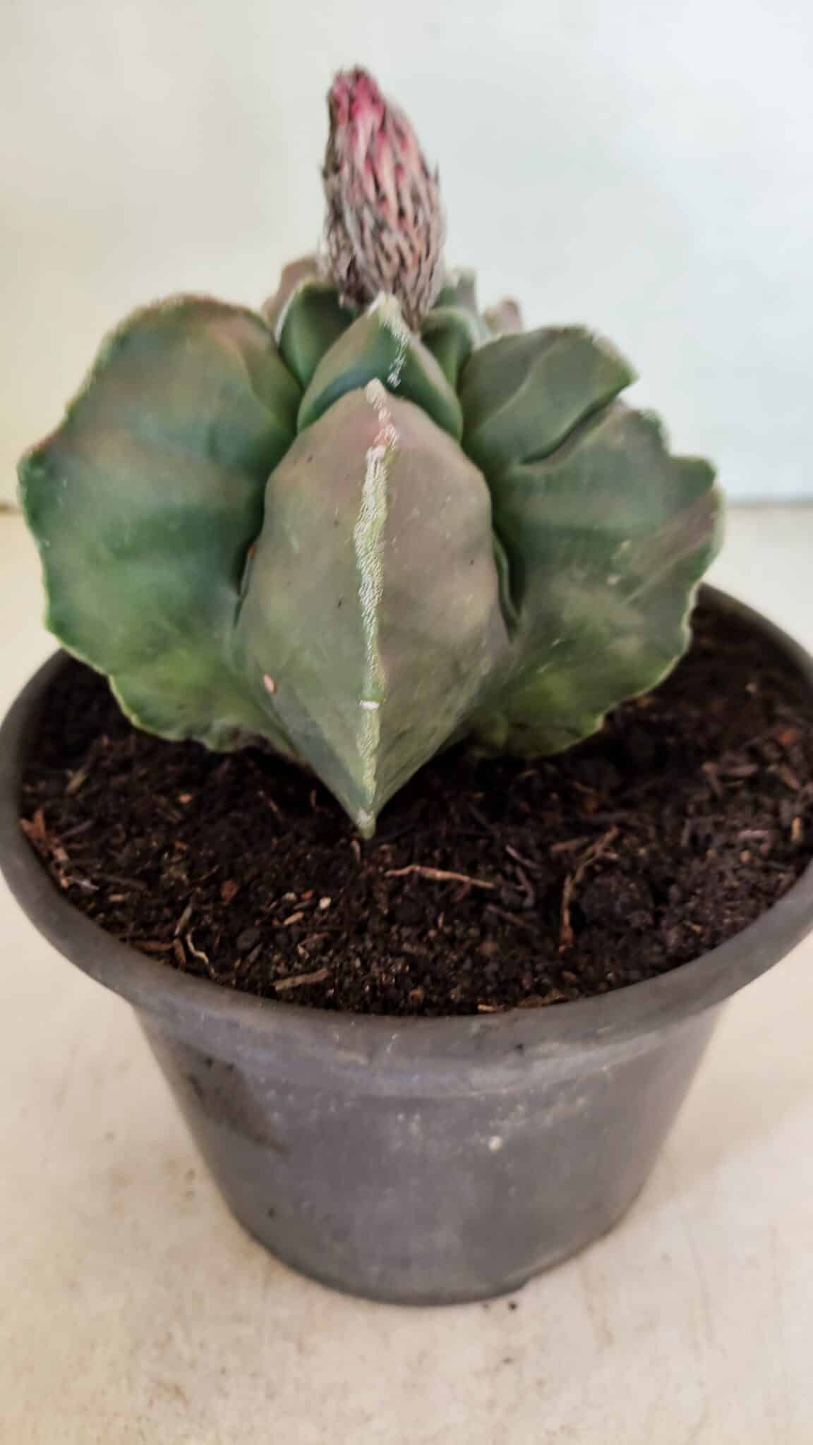 ASTROPHYTUM cv KIKKO "Variegata" Nº 1070 – vaso 15 - foto 8