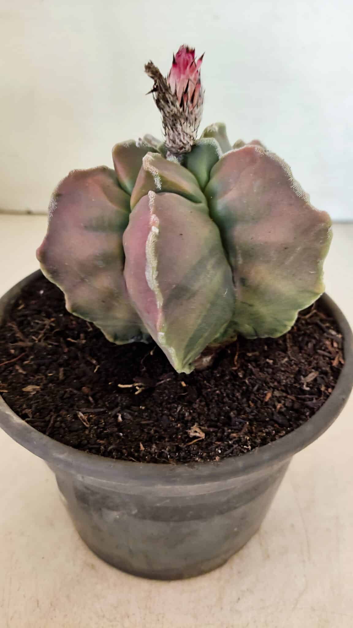 ASTROPHYTUM cv KIKKO "Variegata" Nº 1070 – vaso 15 - foto 6
