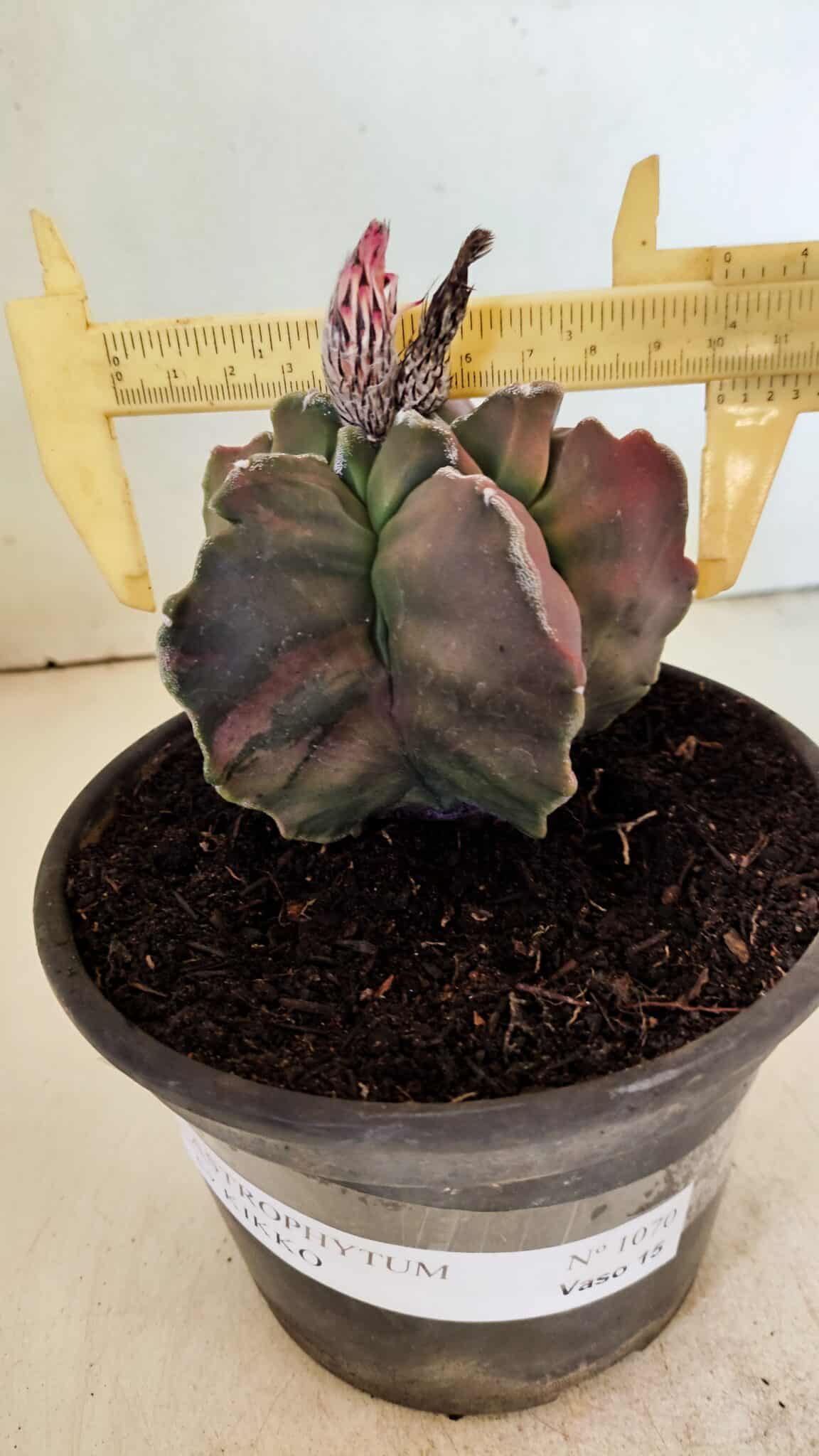 ASTROPHYTUM cv KIKKO "Variegata" Nº 1070 – vaso 15 - foto 4