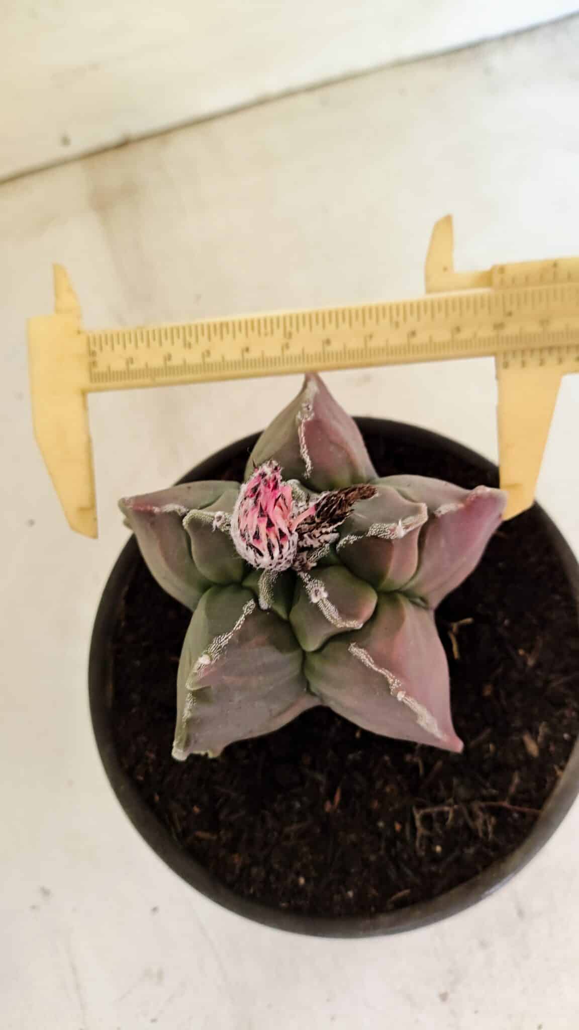 ASTROPHYTUM cv KIKKO "Variegata" Nº 1070 – vaso 15 - foto 7