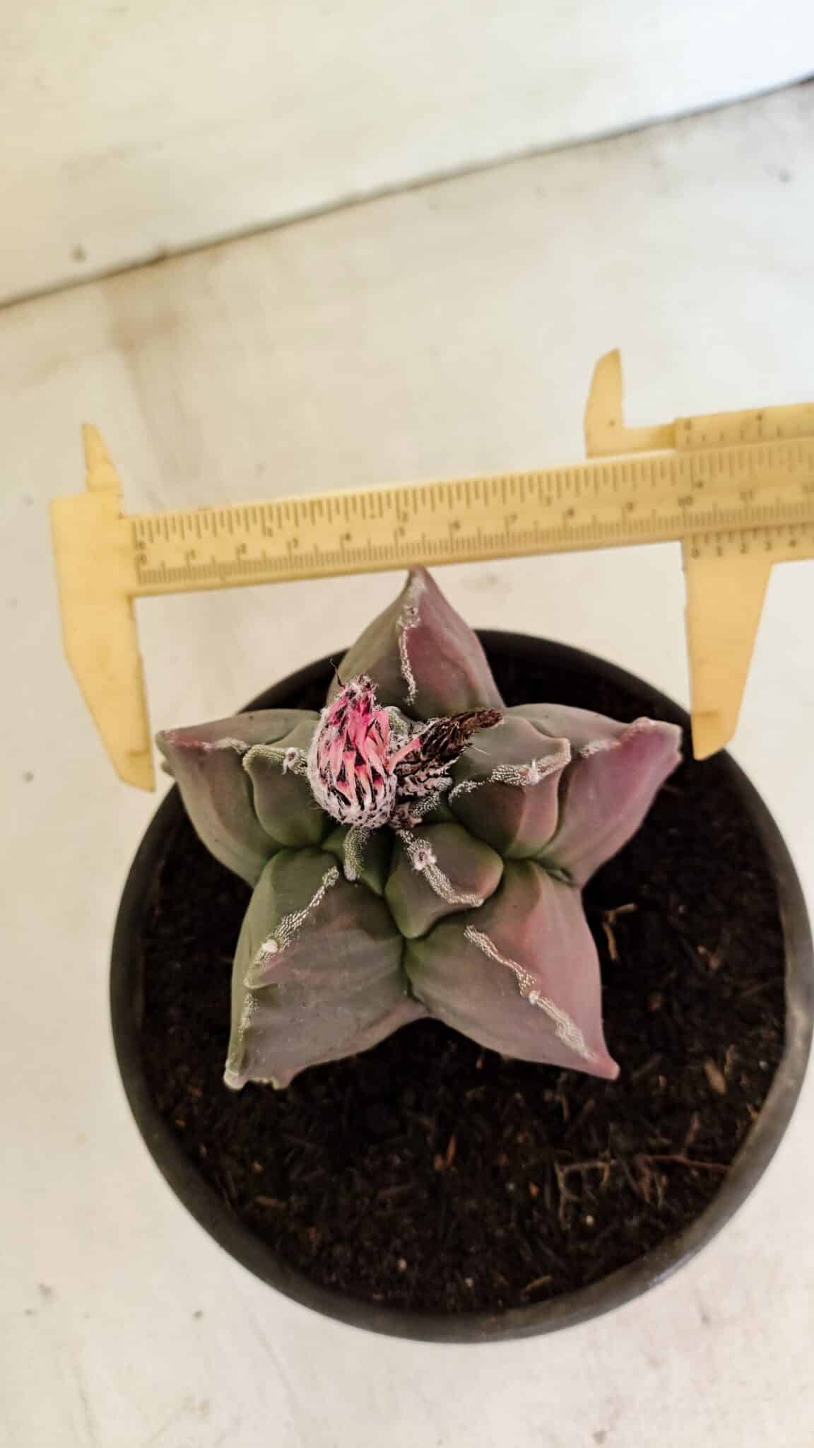ASTROPHYTUM cv KIKKO "Variegata" Nº 1070 – vaso 15 - foto 5