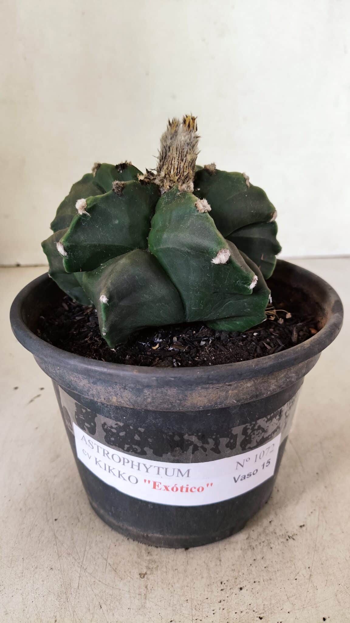 MATRIZ ASTROPHYTUM cv KIKKO "EXÓTICO" Nº 1072 – vaso 15 - foto 2