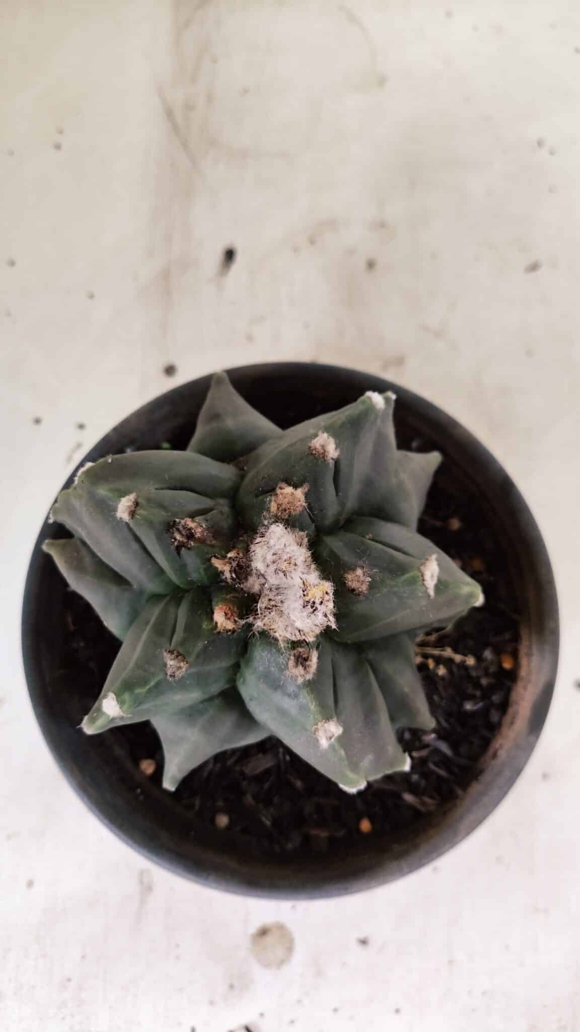MATRIZ ASTROPHYTUM cv KIKKO "EXÓTICO" Nº 1072 – vaso 15 - foto 3