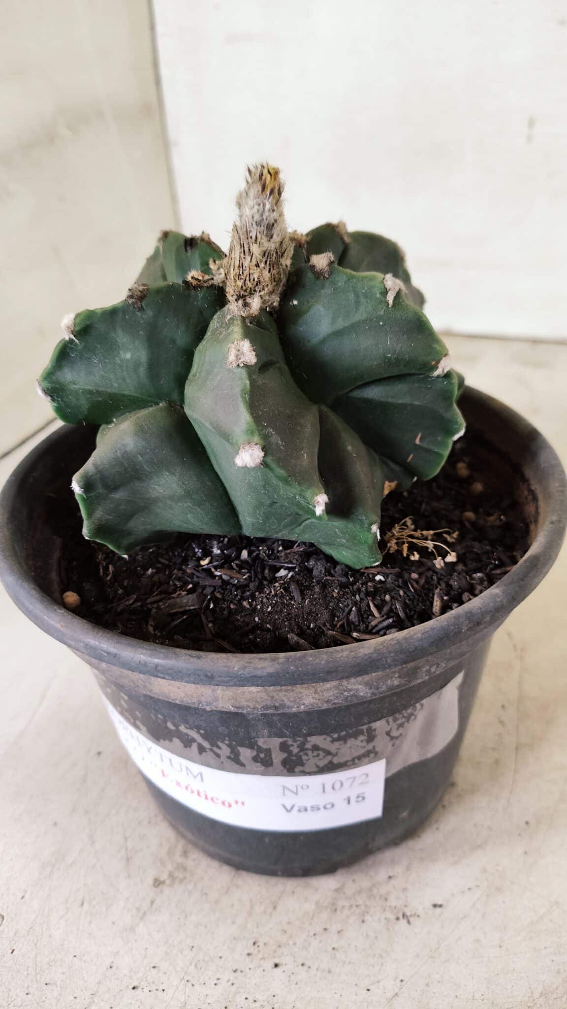 MATRIZ ASTROPHYTUM cv KIKKO "EXÓTICO" Nº 1072 – vaso 15 - foto 7