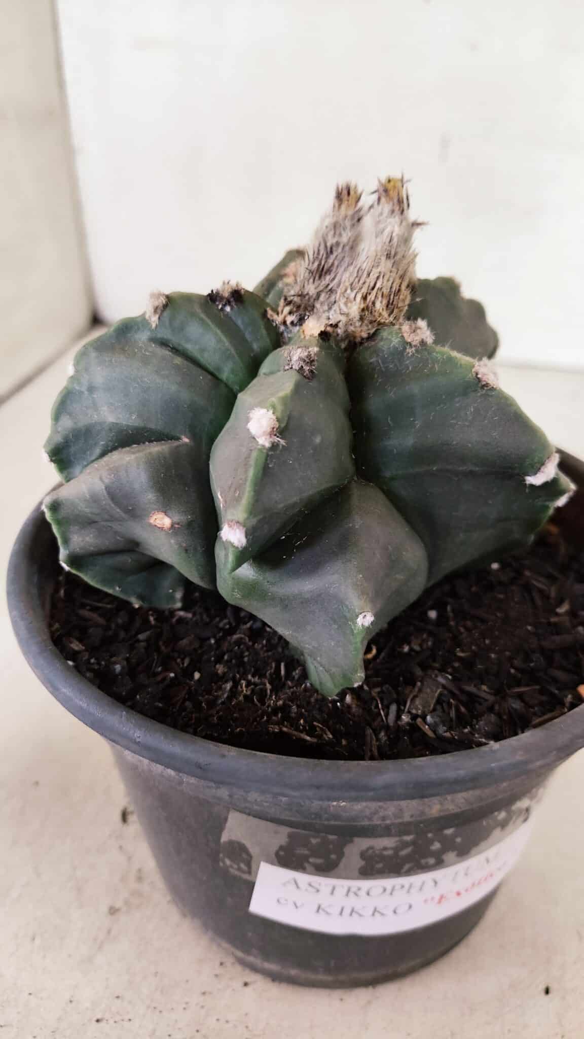 MATRIZ ASTROPHYTUM cv KIKKO "EXÓTICO" Nº 1072 – vaso 15 - foto 9