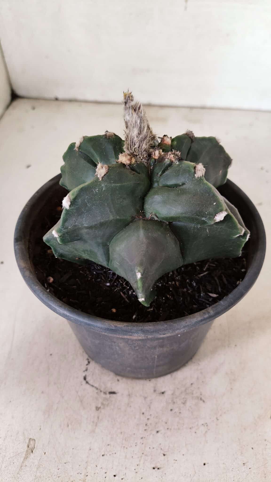MATRIZ ASTROPHYTUM cv KIKKO "EXÓTICO" Nº 1072 – vaso 15 - foto 8