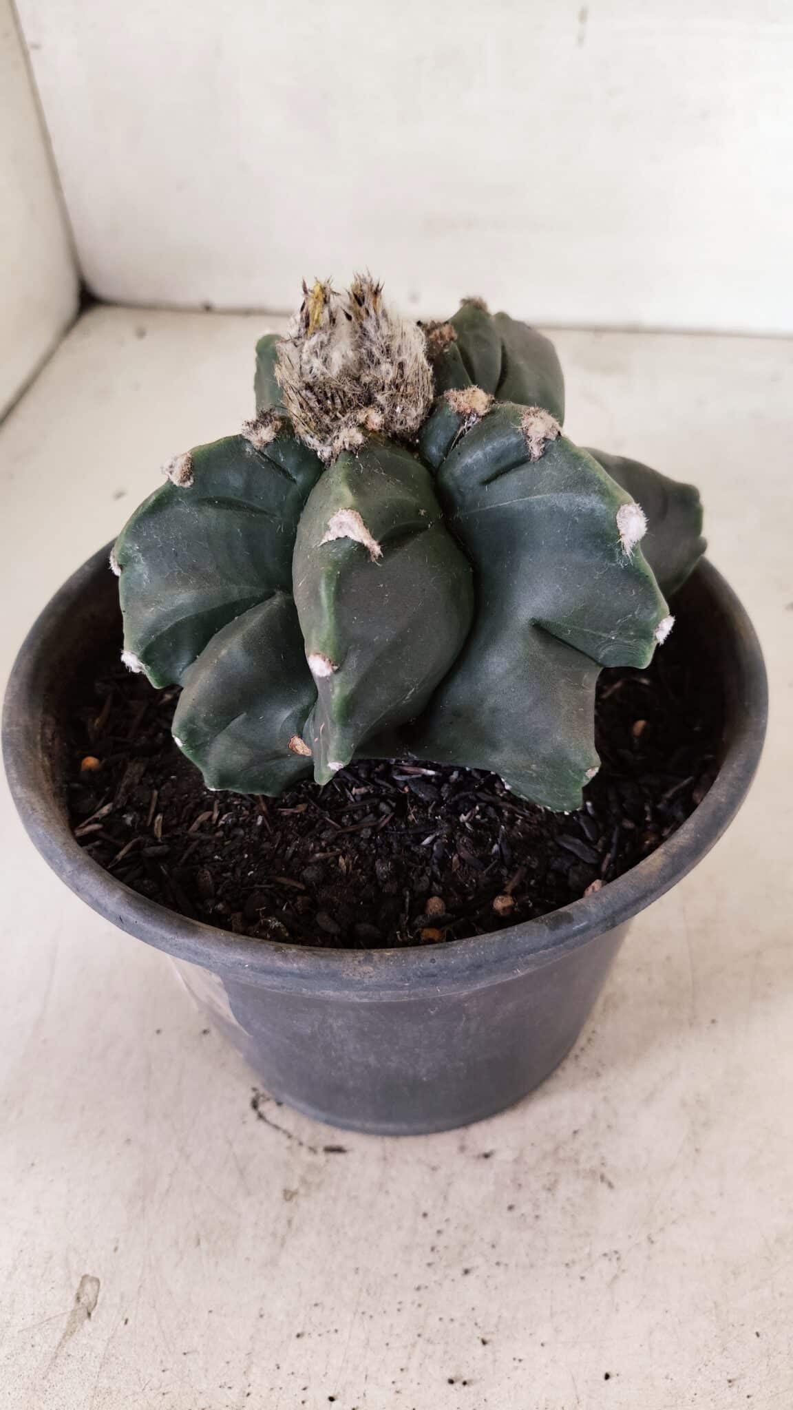 MATRIZ ASTROPHYTUM cv KIKKO "EXÓTICO" Nº 1072 – vaso 15 - foto 6
