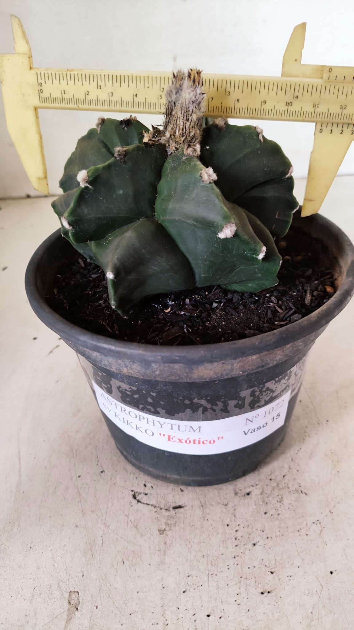 MATRIZ ASTROPHYTUM cv KIKKO "EXÓTICO" Nº 1072 – vaso 15 - foto 4