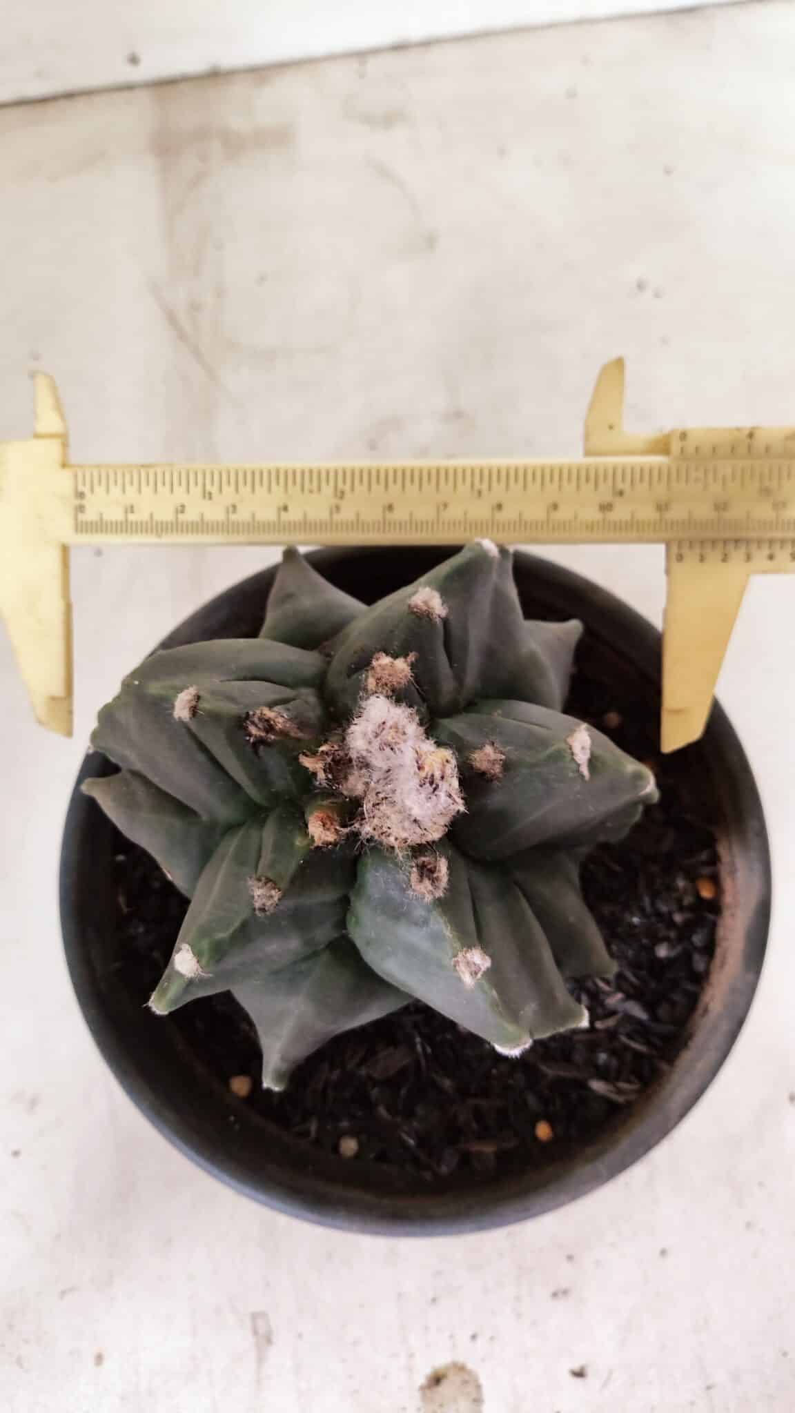 MATRIZ ASTROPHYTUM cv KIKKO "EXÓTICO" Nº 1072 – vaso 15 - foto 5