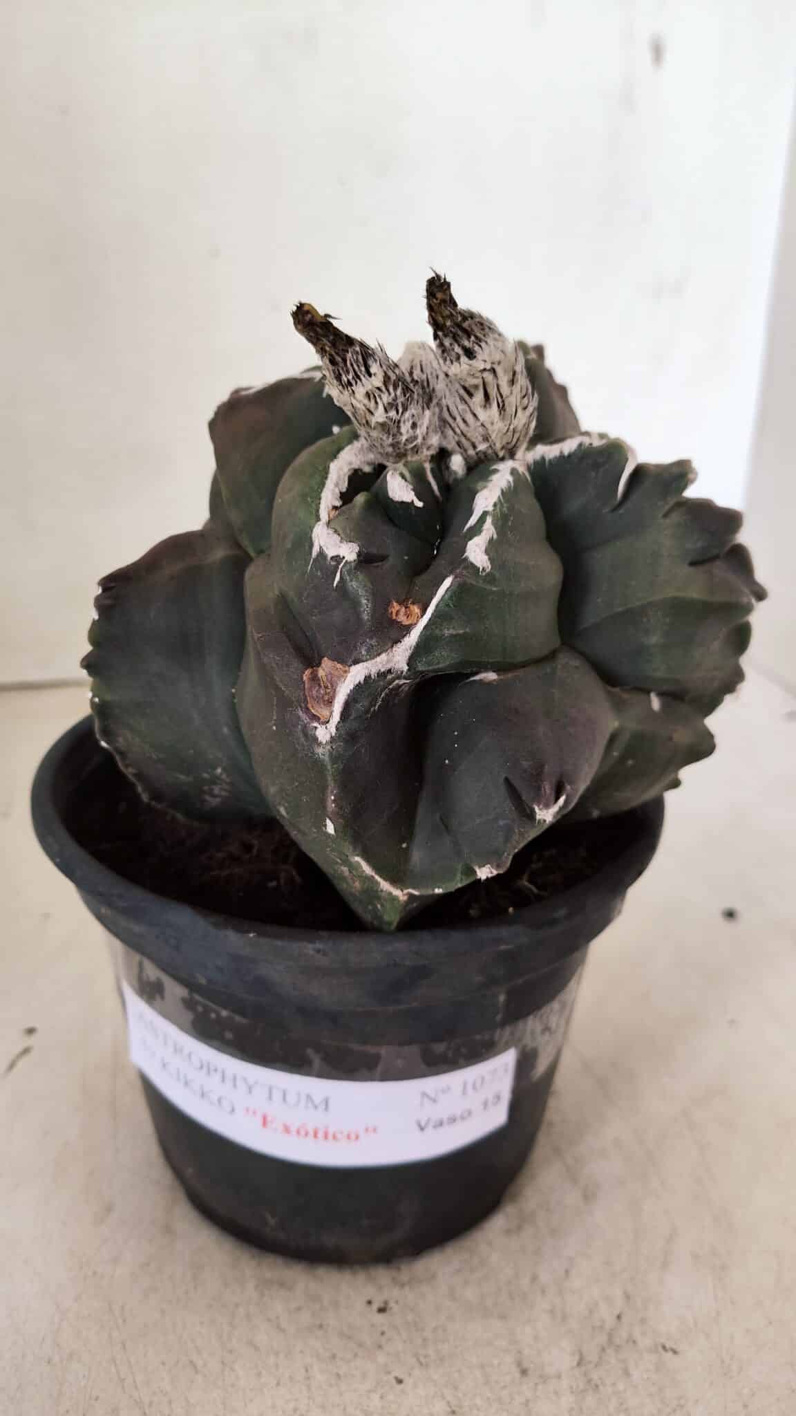 MATRIZ ASTROPHYTUM cv KIKKO "EXÓTICO" Nº 1073 – vaso 15 - foto 2