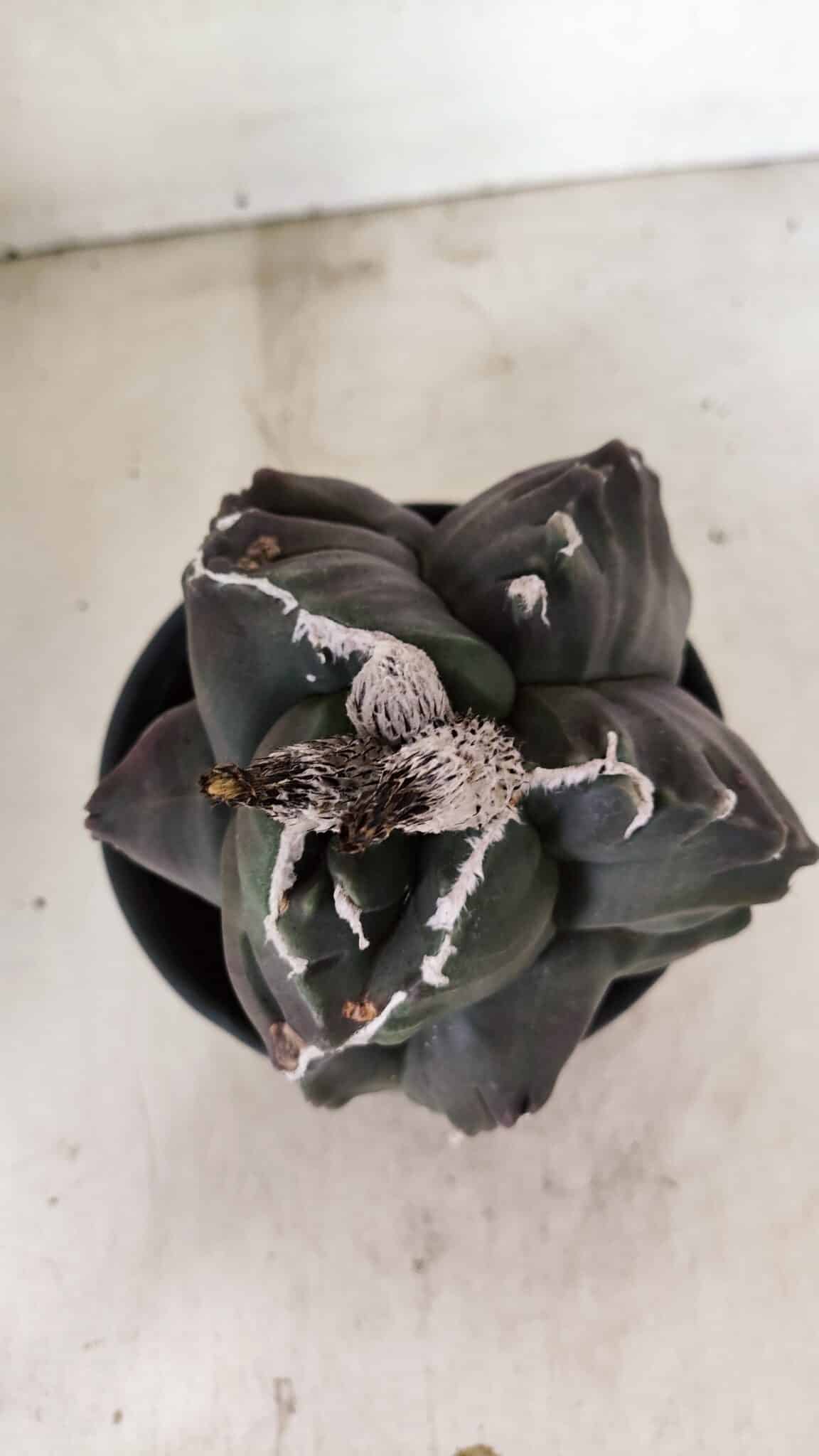 MATRIZ ASTROPHYTUM cv KIKKO "EXÓTICO" Nº 1073 – vaso 15 - foto 3
