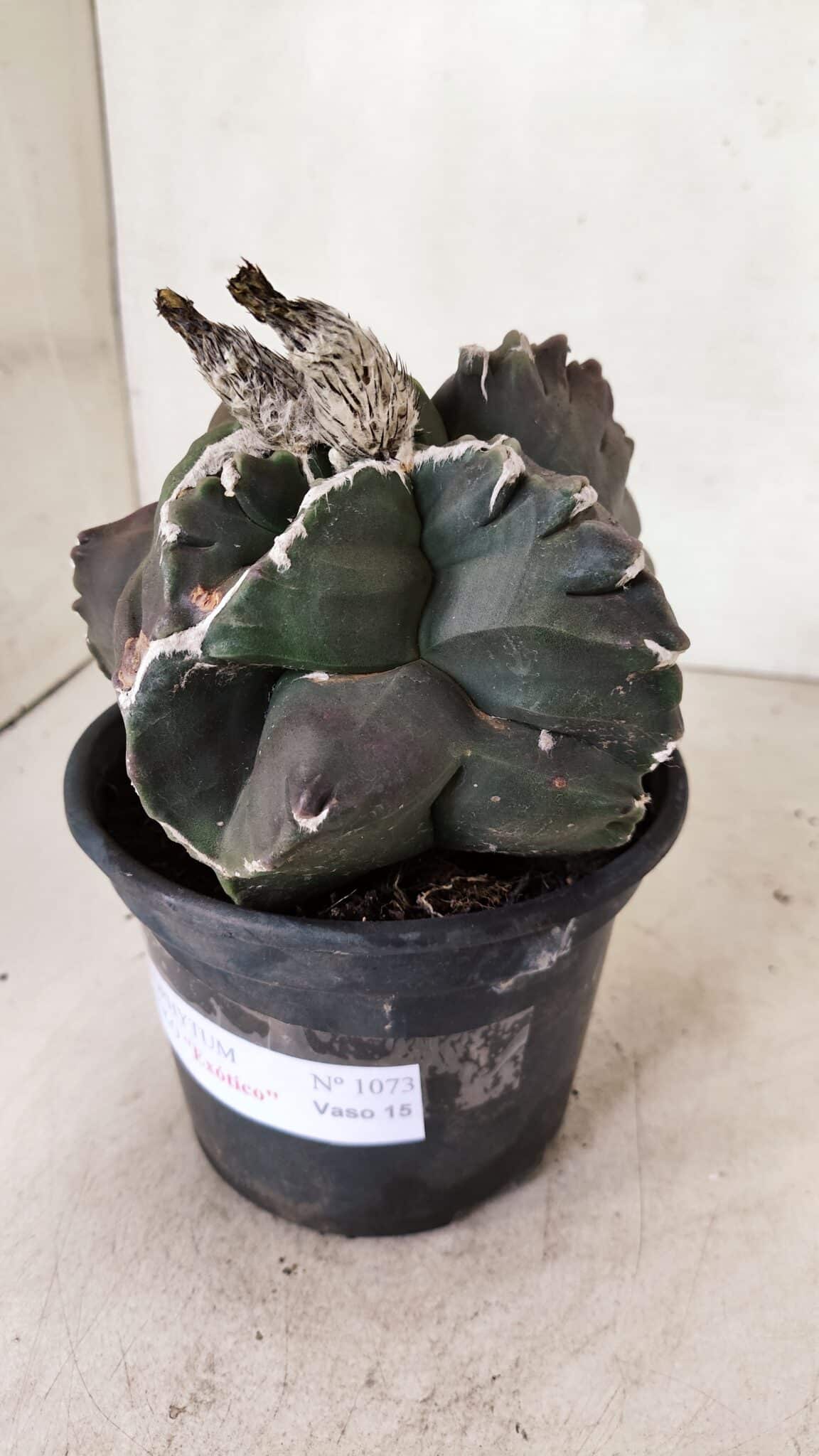 MATRIZ ASTROPHYTUM cv KIKKO "EXÓTICO" Nº 1073 – vaso 15 - foto 7