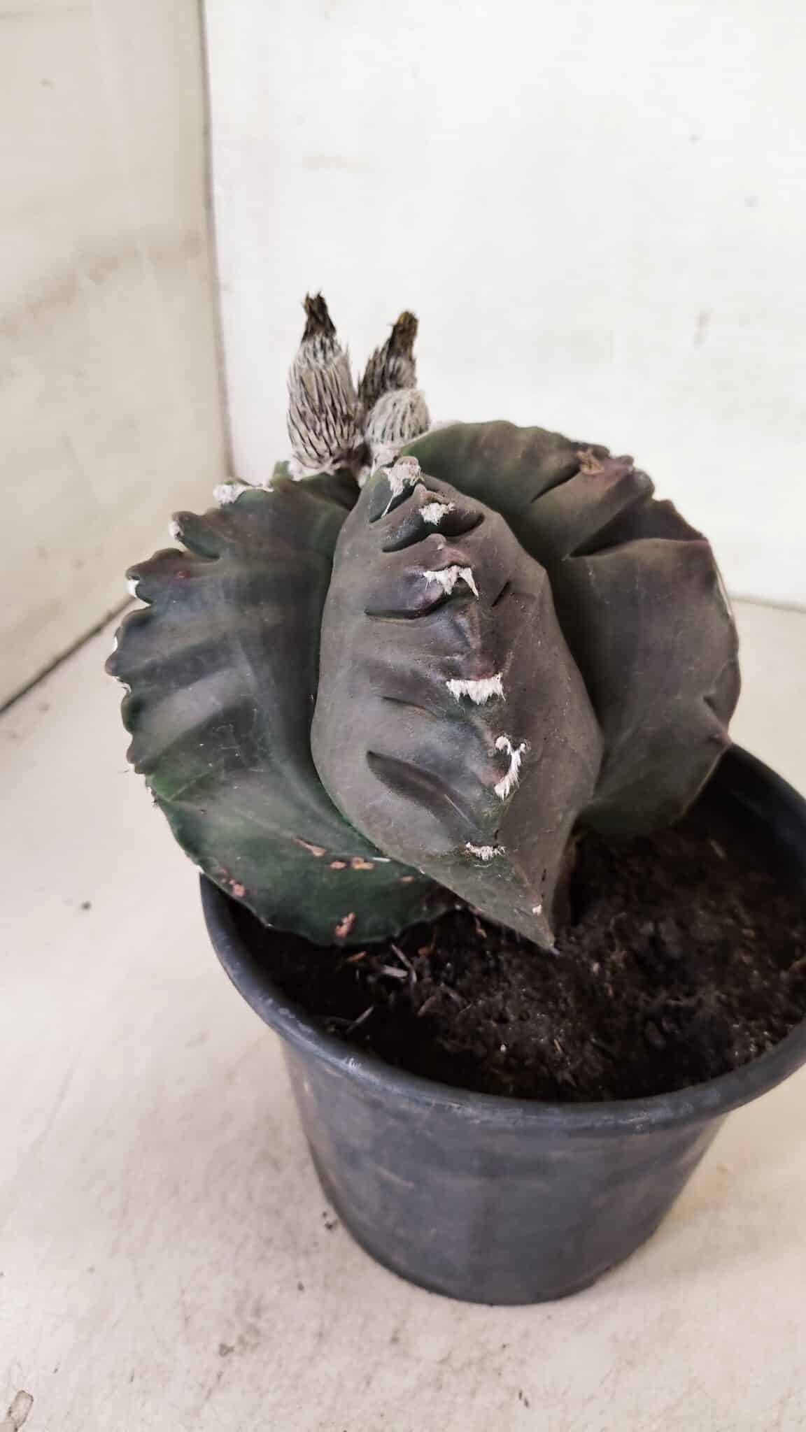MATRIZ ASTROPHYTUM cv KIKKO "EXÓTICO" Nº 1073 – vaso 15 - foto 6