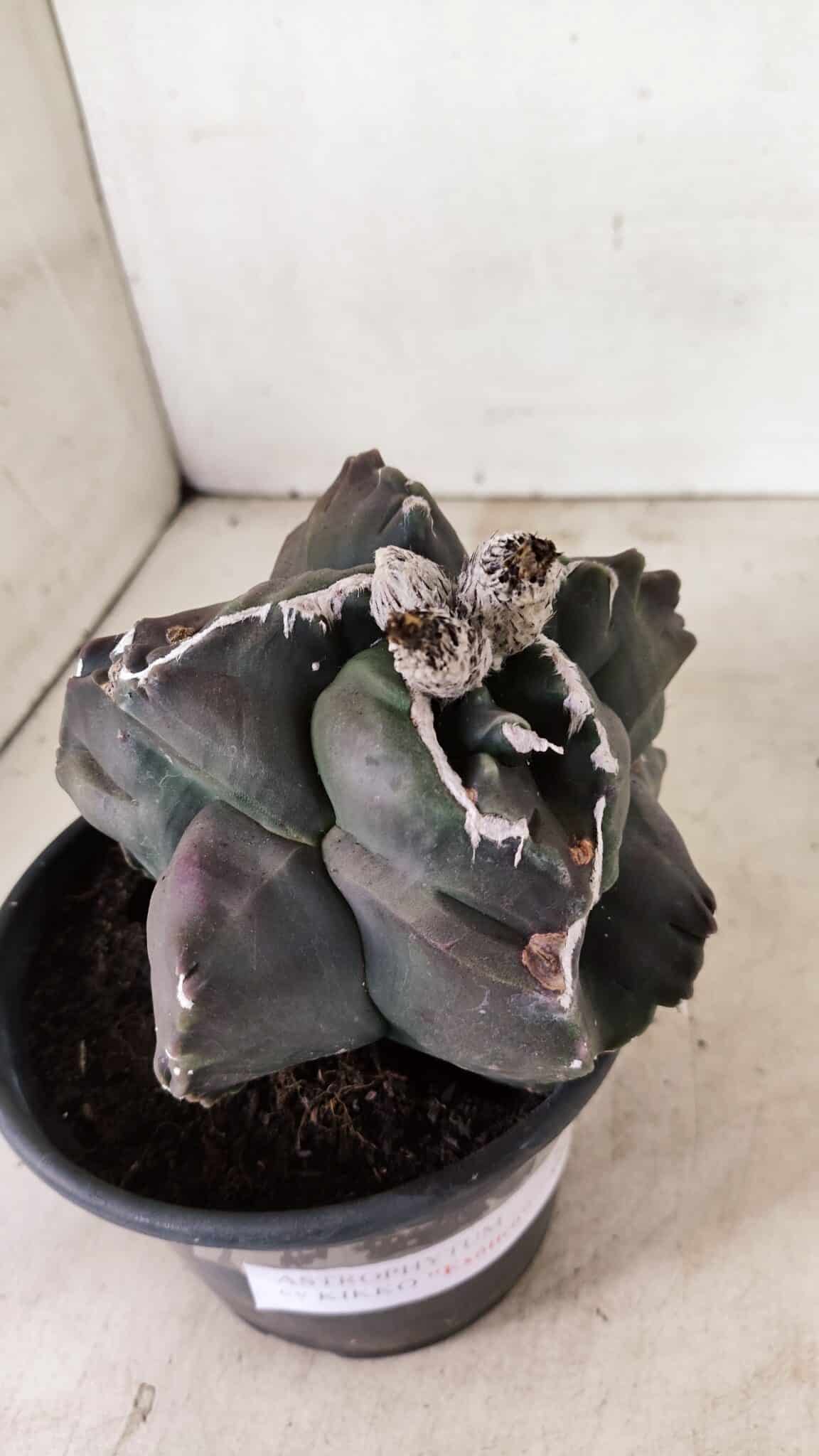 MATRIZ ASTROPHYTUM cv KIKKO "EXÓTICO" Nº 1073 – vaso 15 - foto 5
