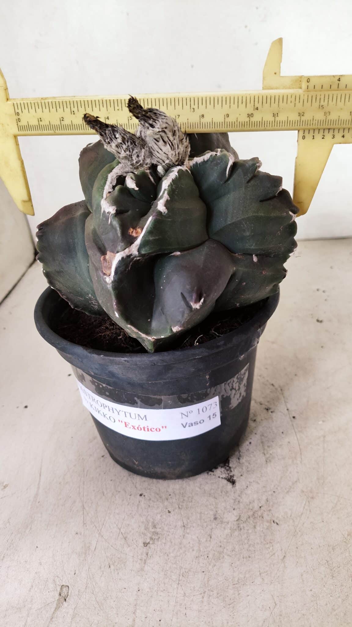 MATRIZ ASTROPHYTUM cv KIKKO "EXÓTICO" Nº 1073 – vaso 15 - foto 4