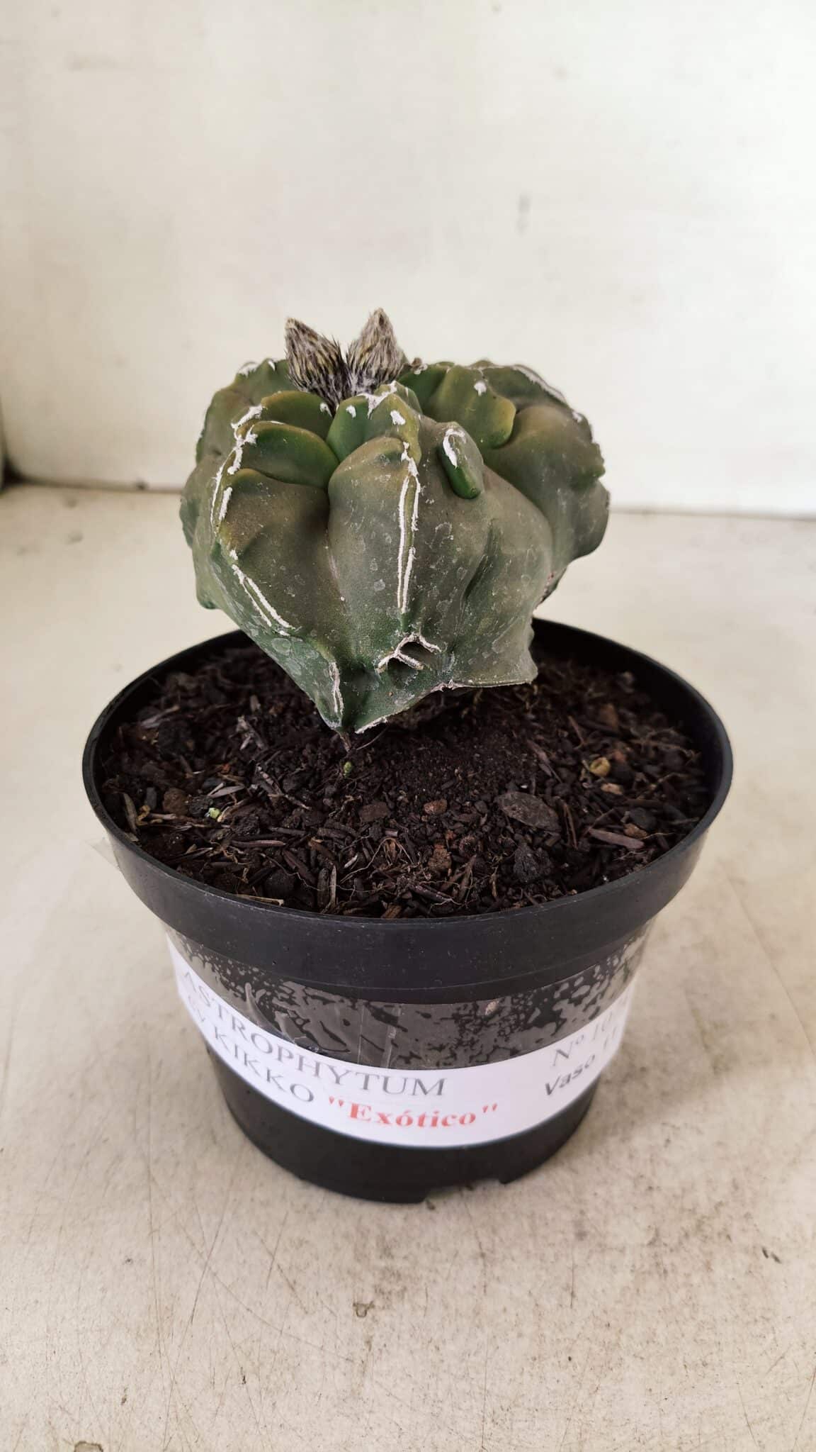 ASTROPHYTUM cv KIKKO "EXÓTICO" Nº 1074 – vaso 11 - foto 2